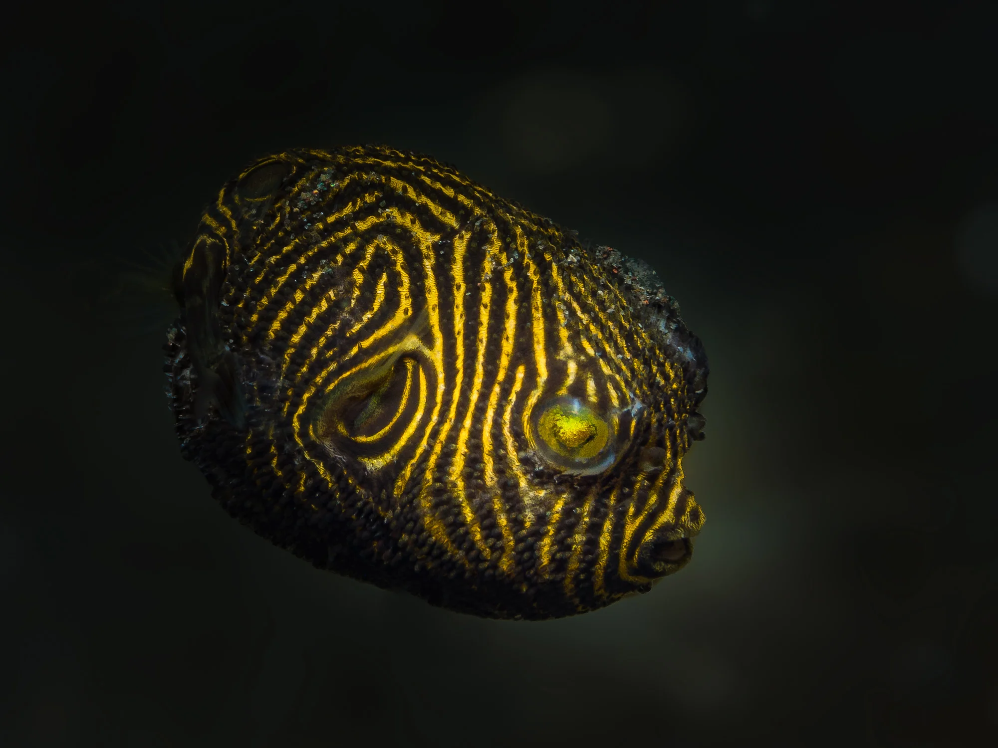 Lembeh Strait_20160909_00392.jpg