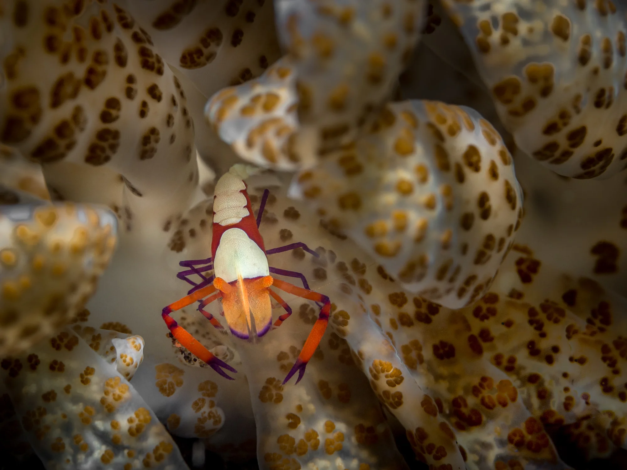 Lembeh Strait_20160909_00428-Bearbeitet.jpg