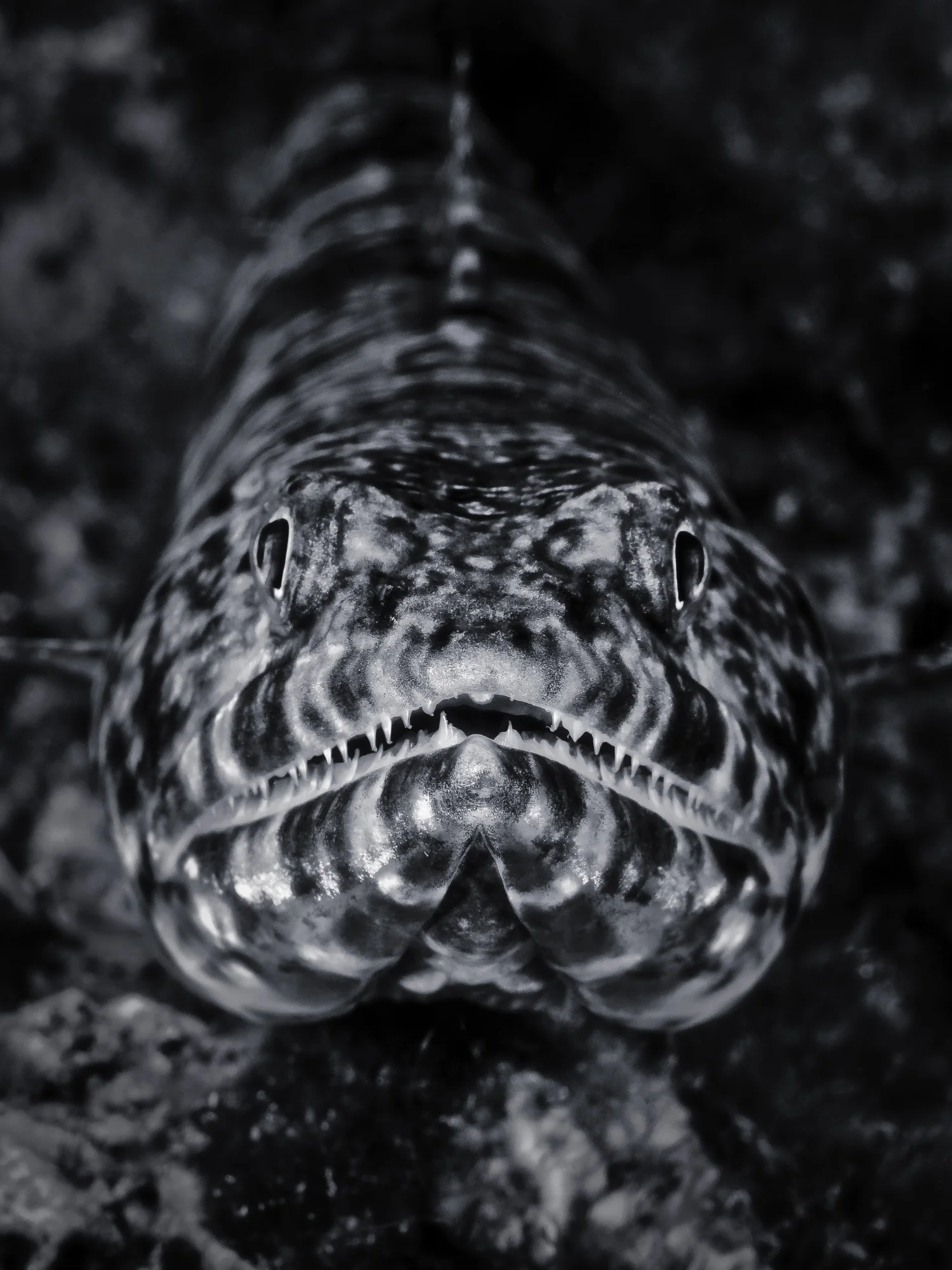 lizardbw_2000-2.jpg