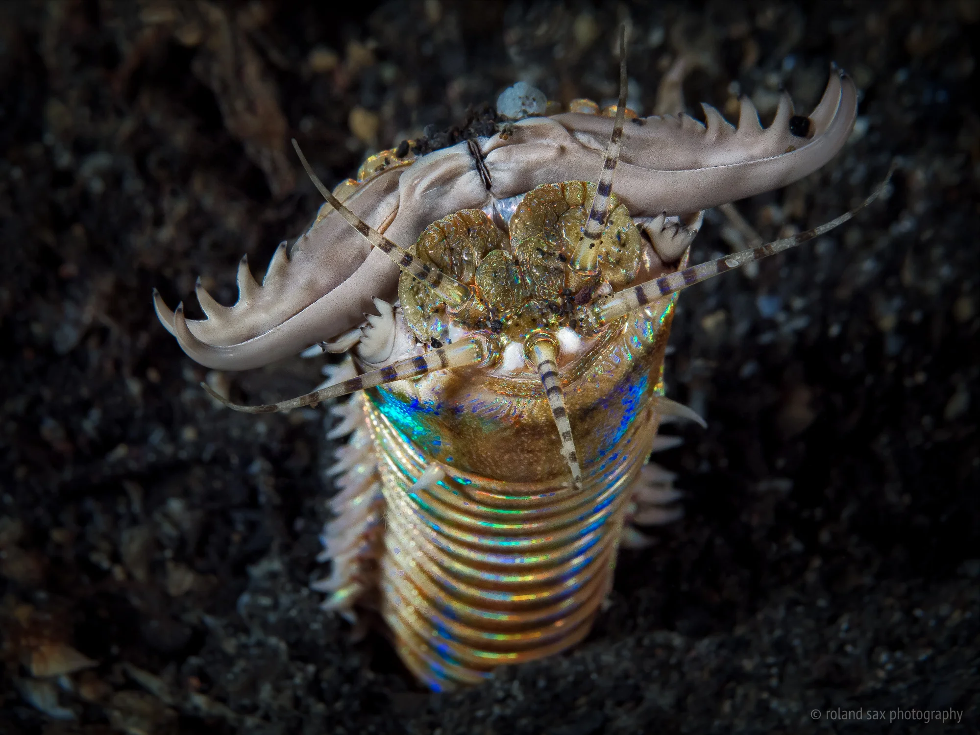 bobbitworm_2000.jpg