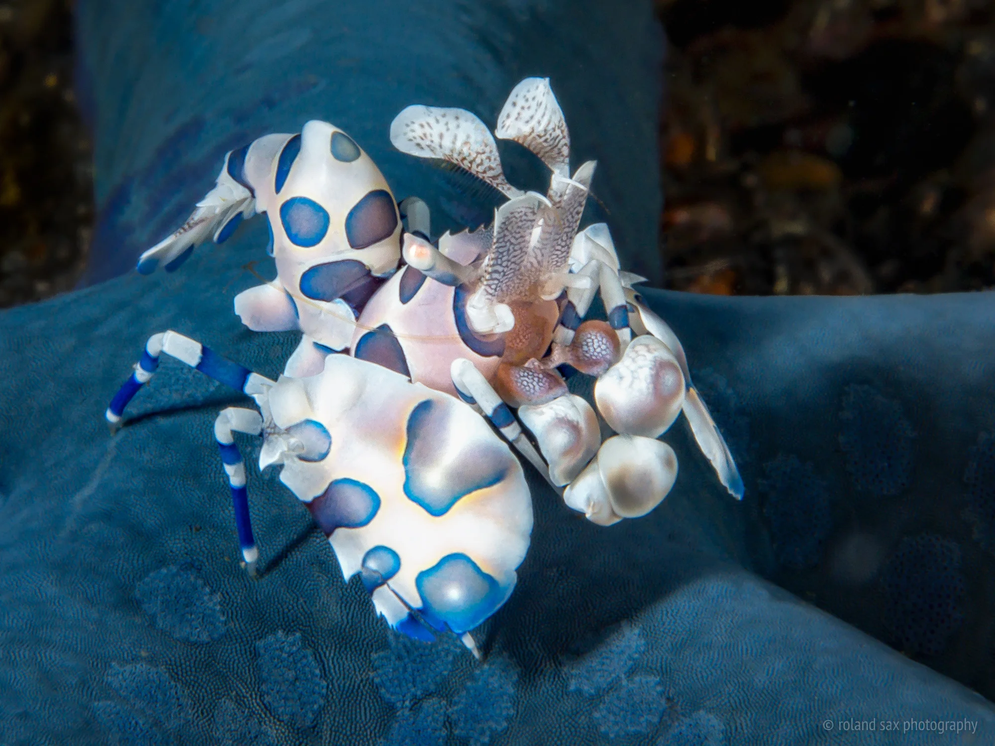 harlequinshrimp_fullres.jpg