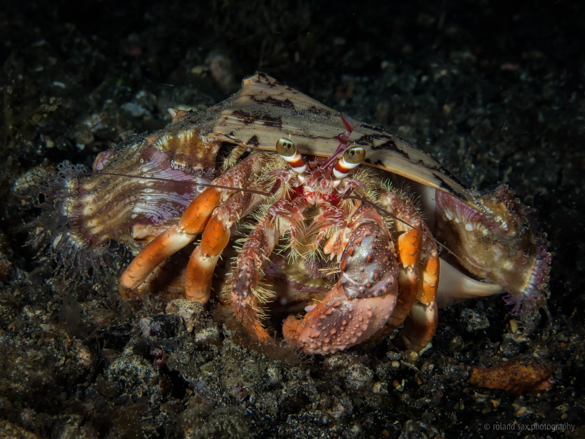 decoratorcrab_2000.jpg