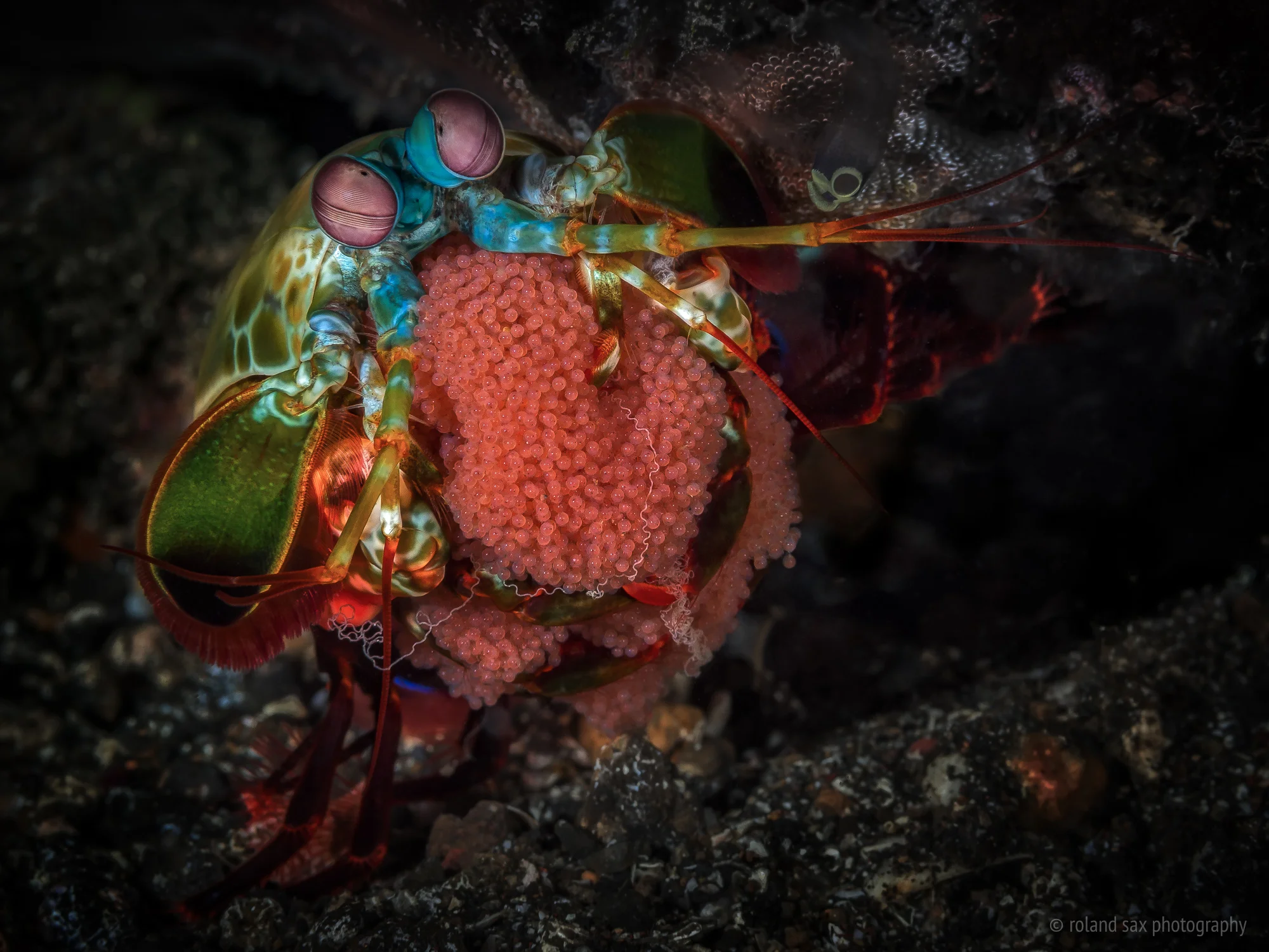peacockmantiseggs_2000.jpg