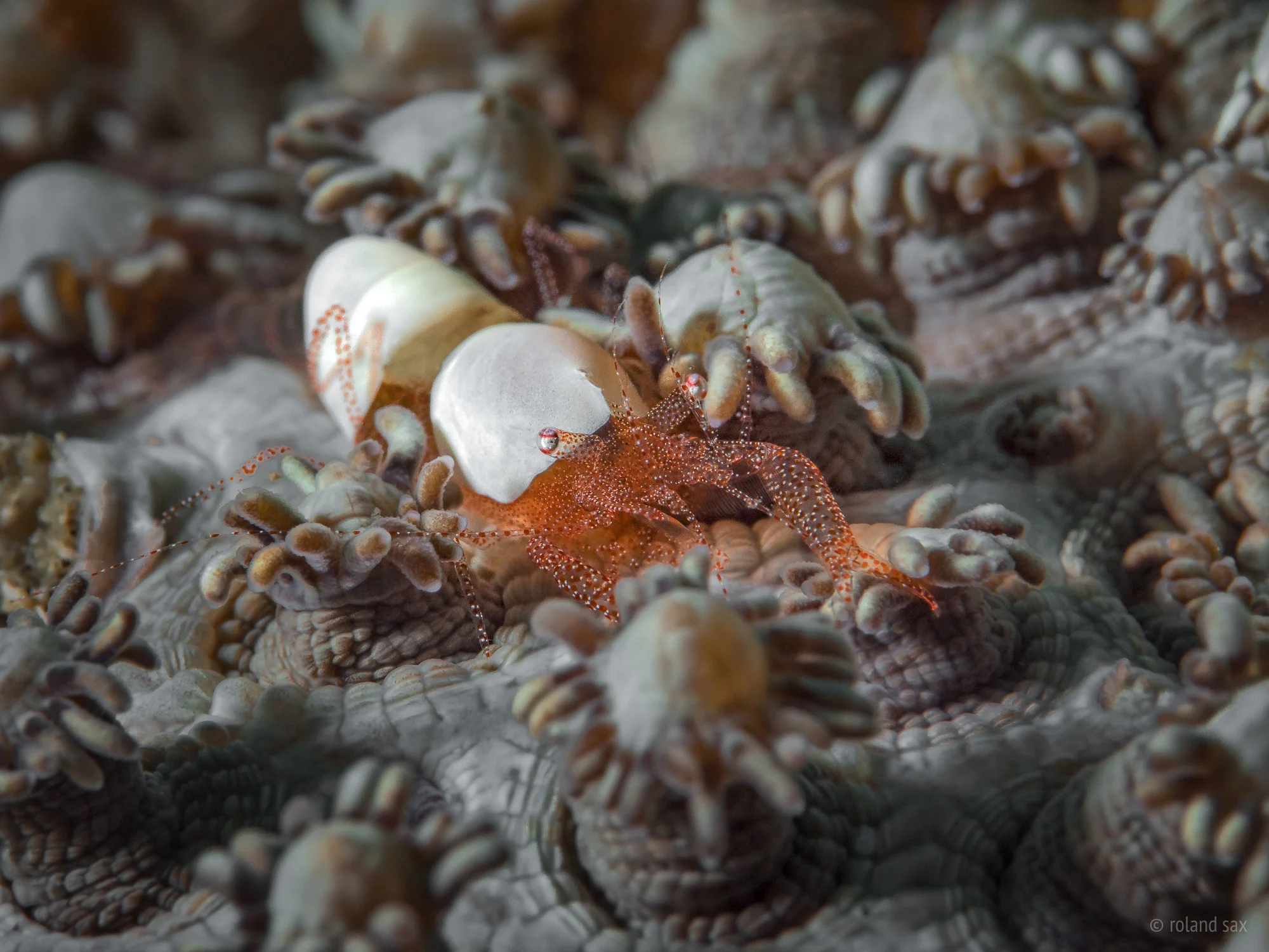eggshellshrimp_2000.jpg
