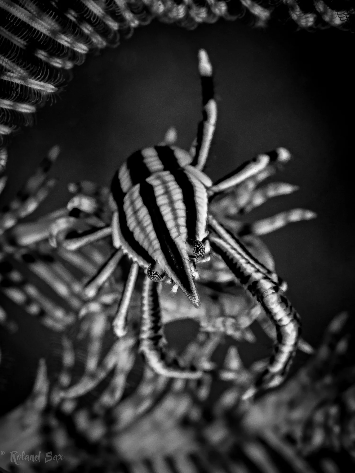 squatlobsterbw_2000.jpg