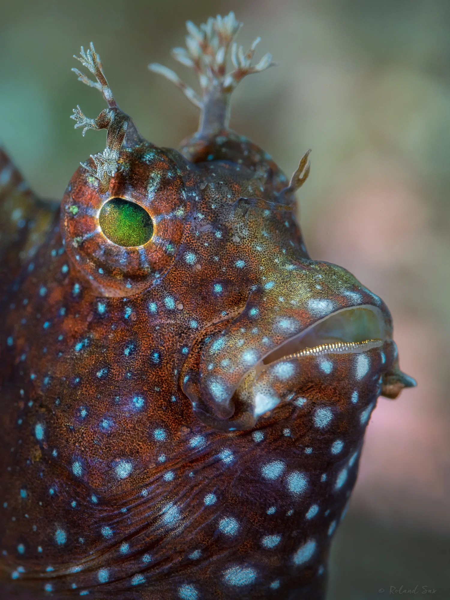 hornedblenny_2000.jpg