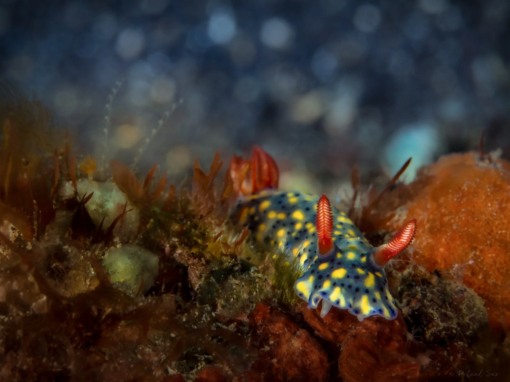 hypsolodoris_2000.jpg