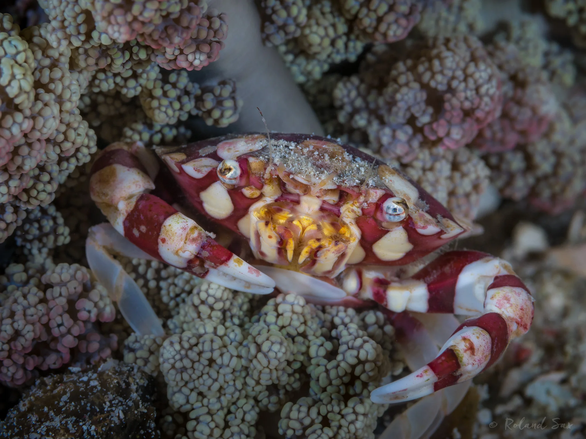 harlequinecrab.jpg