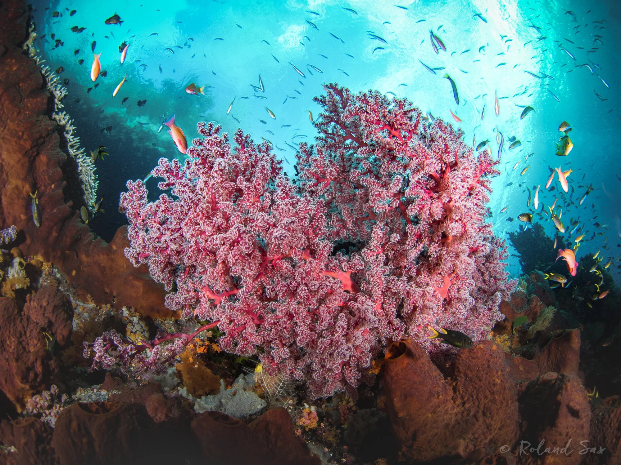 colorful_reef1_2000-.jpg