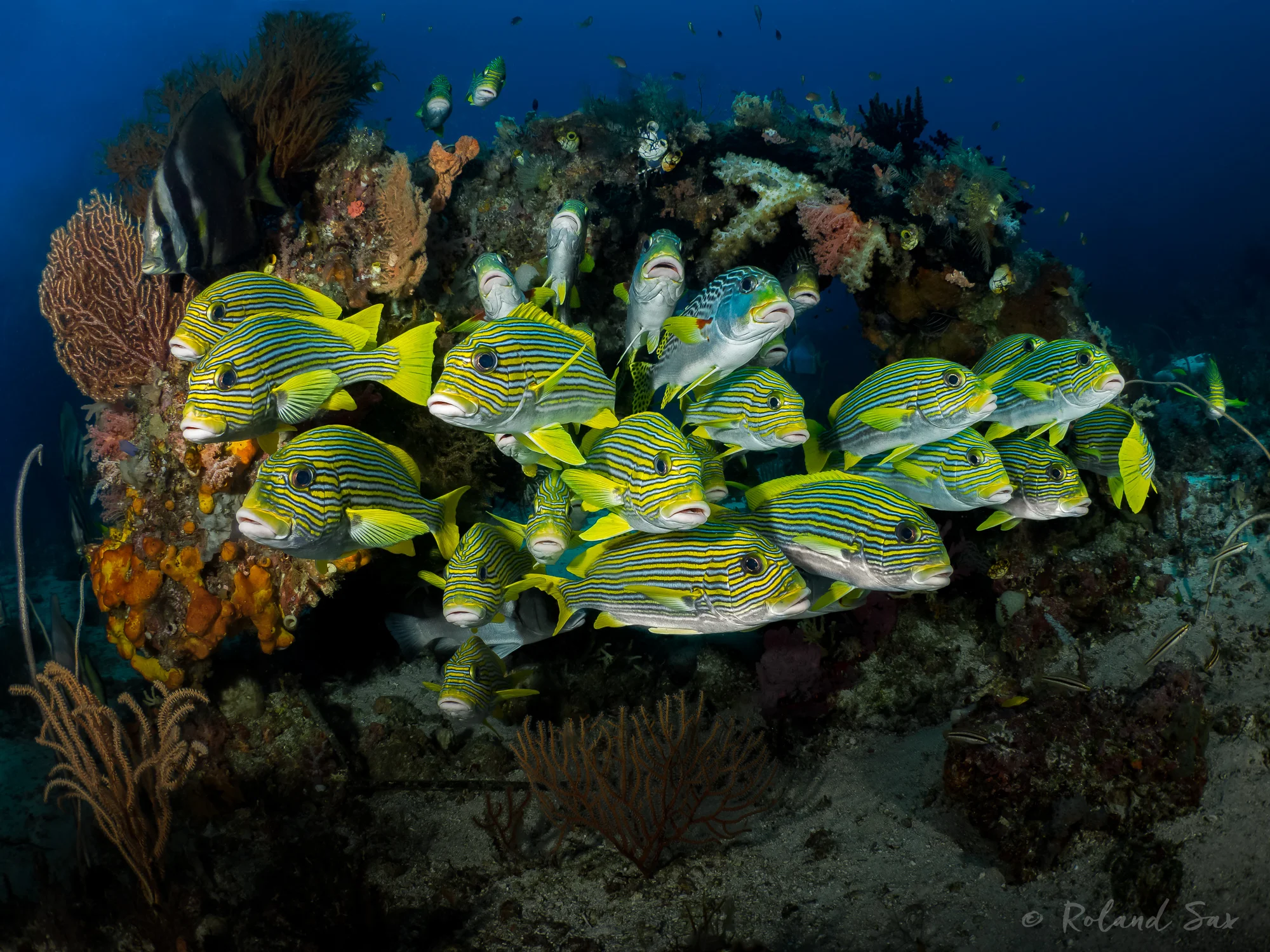 sweetlips1_2000-.jpg