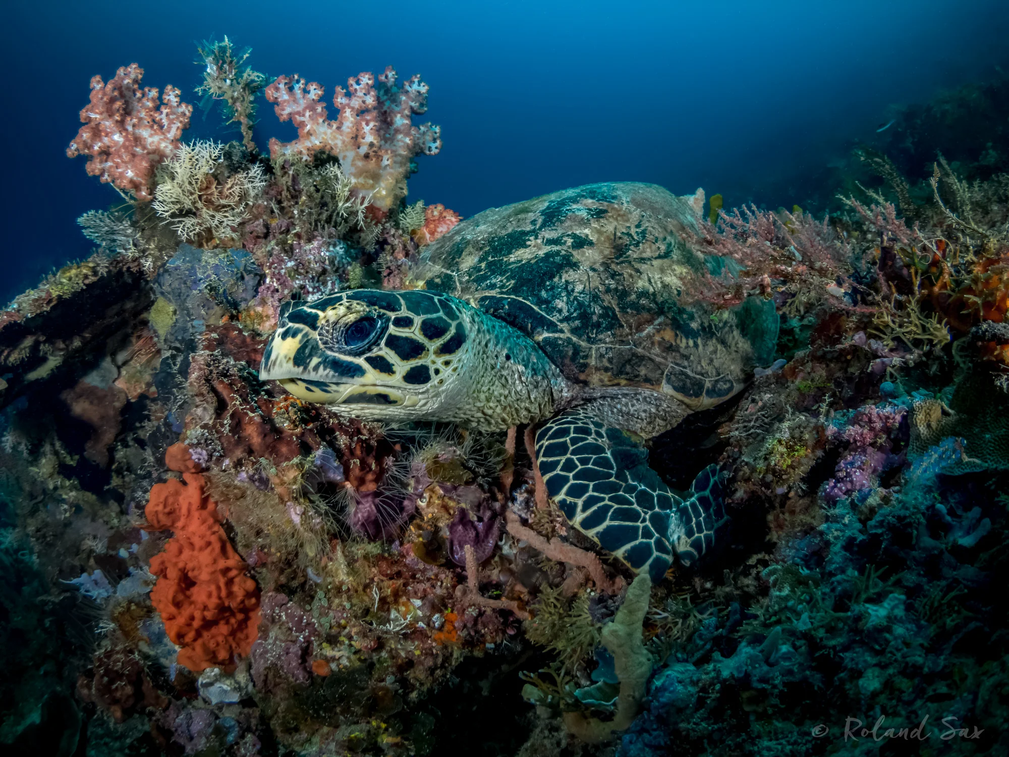 turtle1_2000-.jpg
