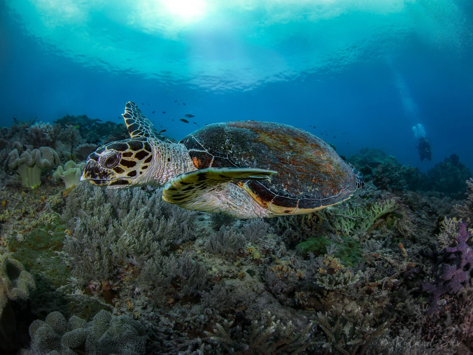 turtle2_2000-.jpg
