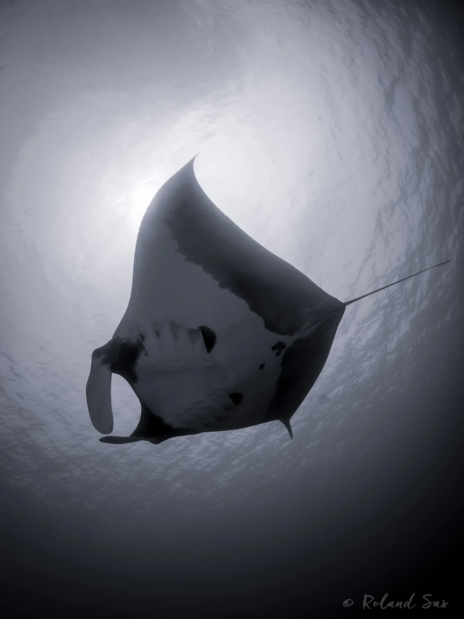 oceanicmantabw1_2000-.jpg