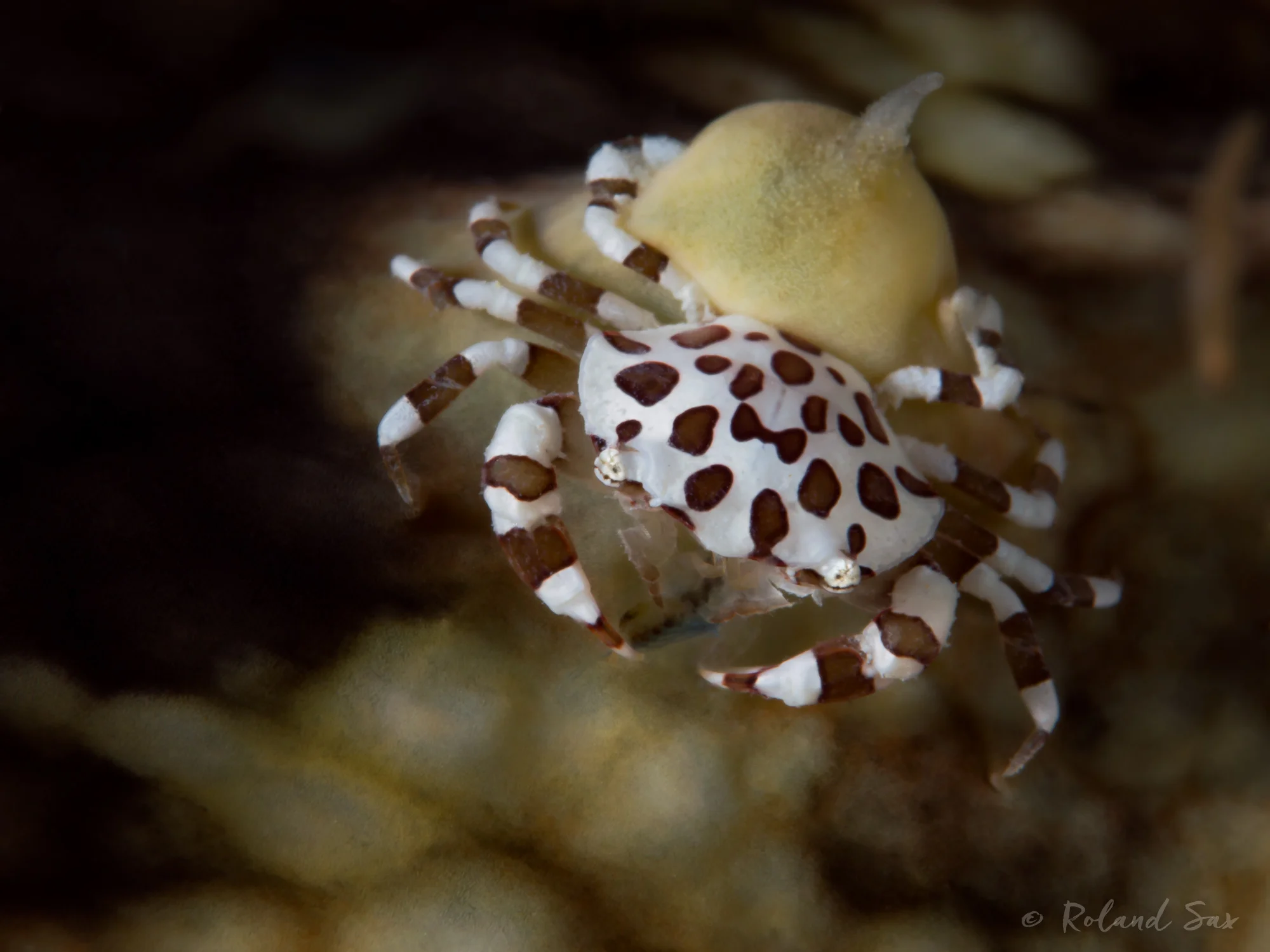 crab1_2000-.jpg