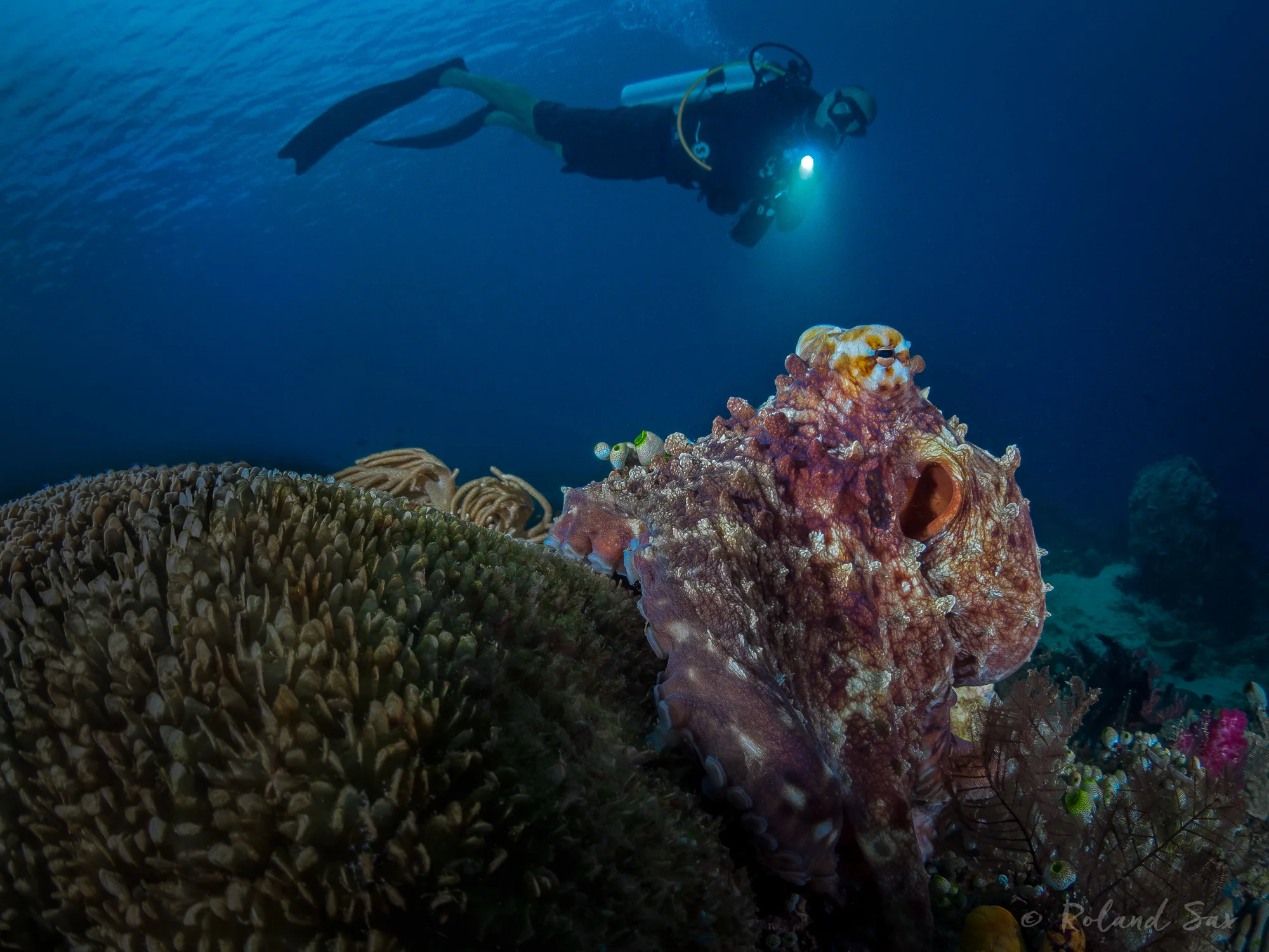 octospotlight_2000-2.jpg