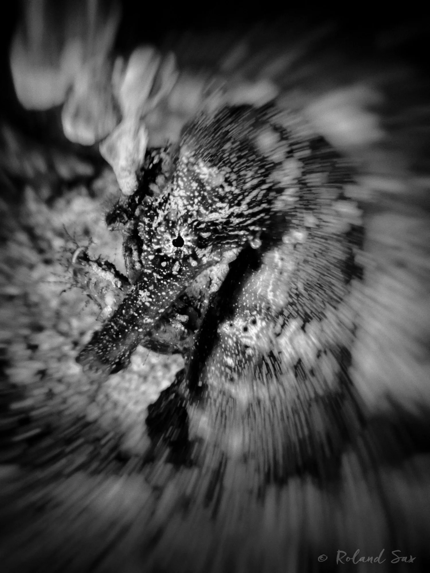 seahorsebw_2000-.jpg