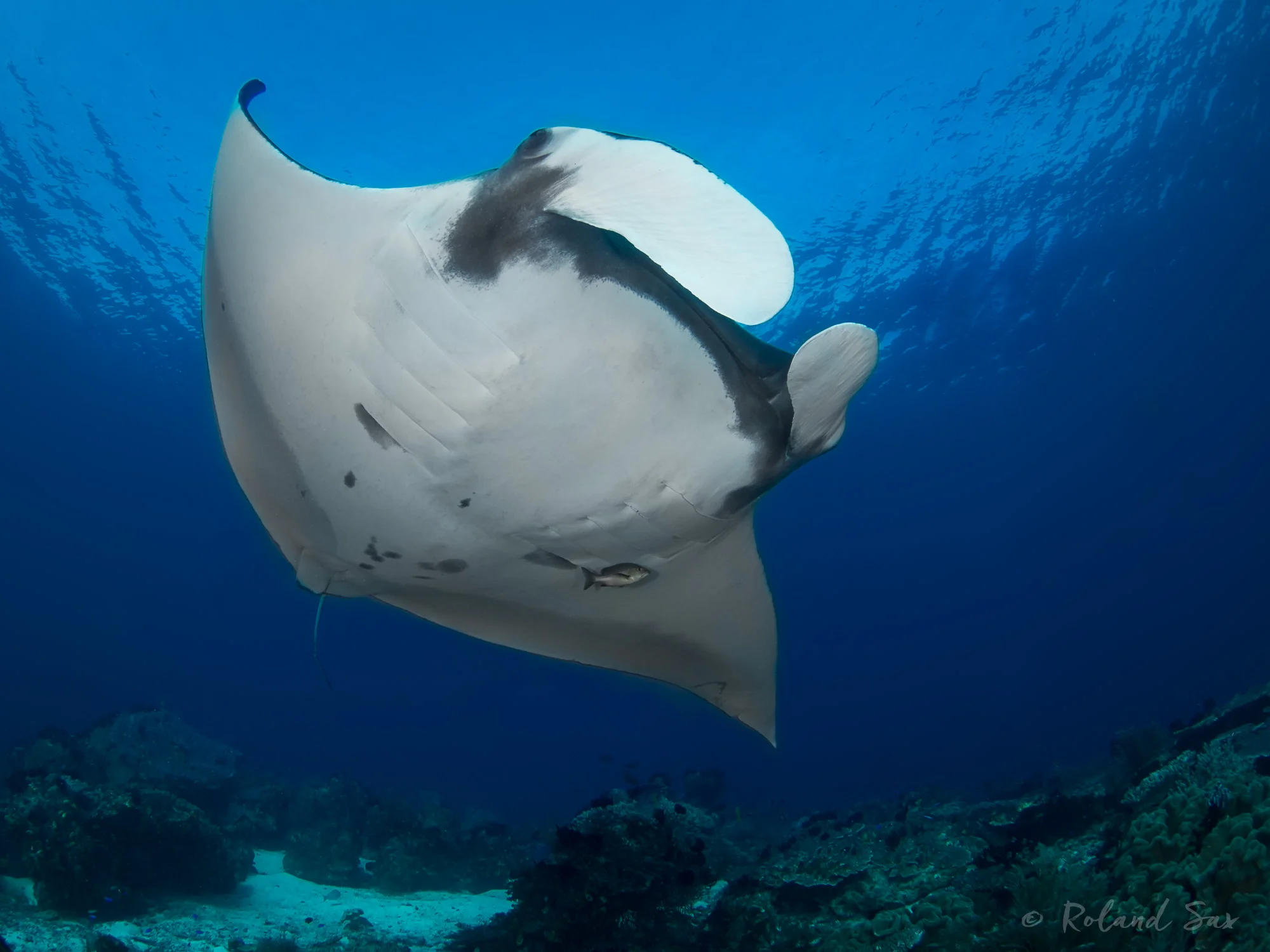 manta_2000-.jpg