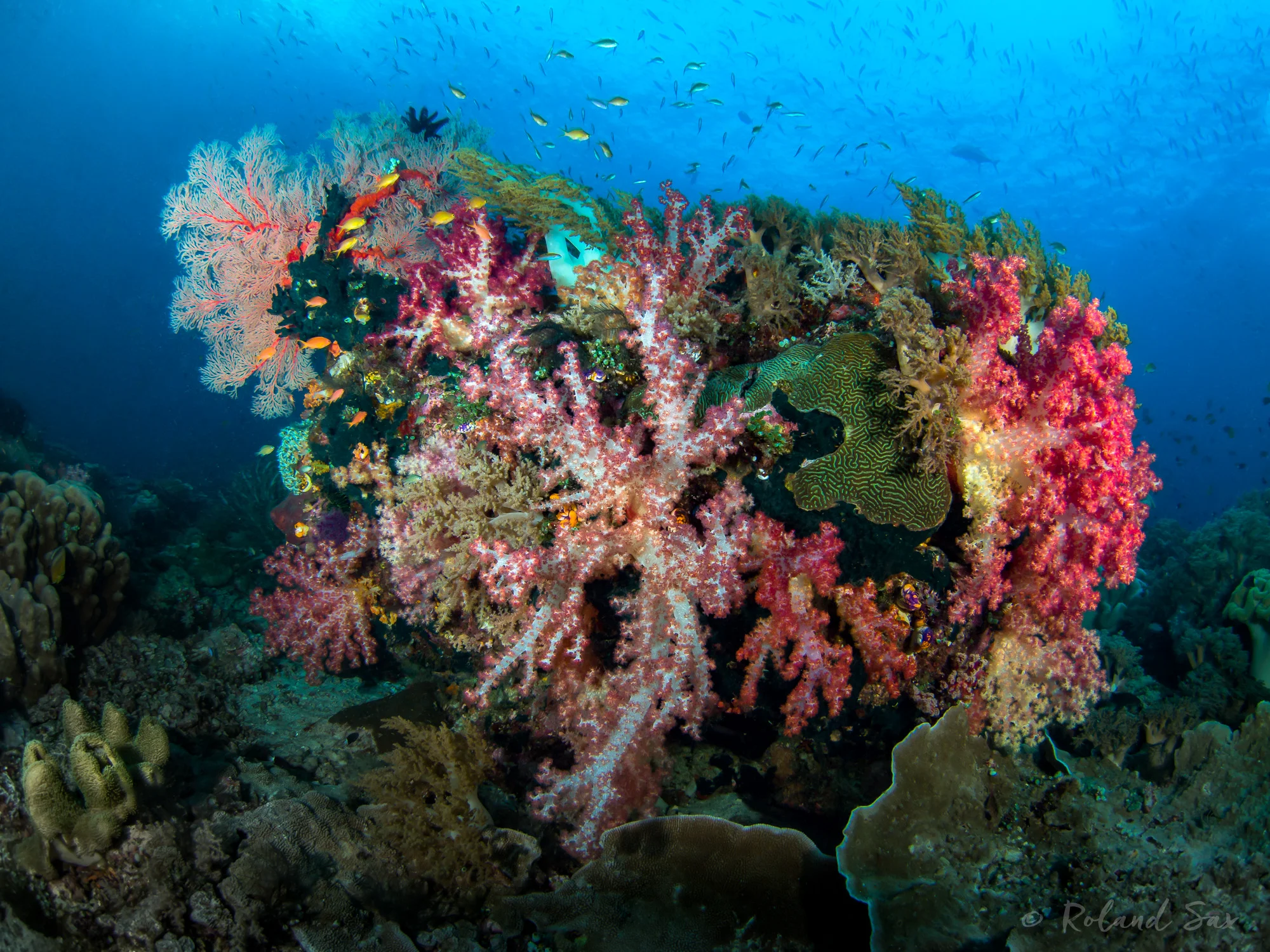 reefscape1_2000-.jpg