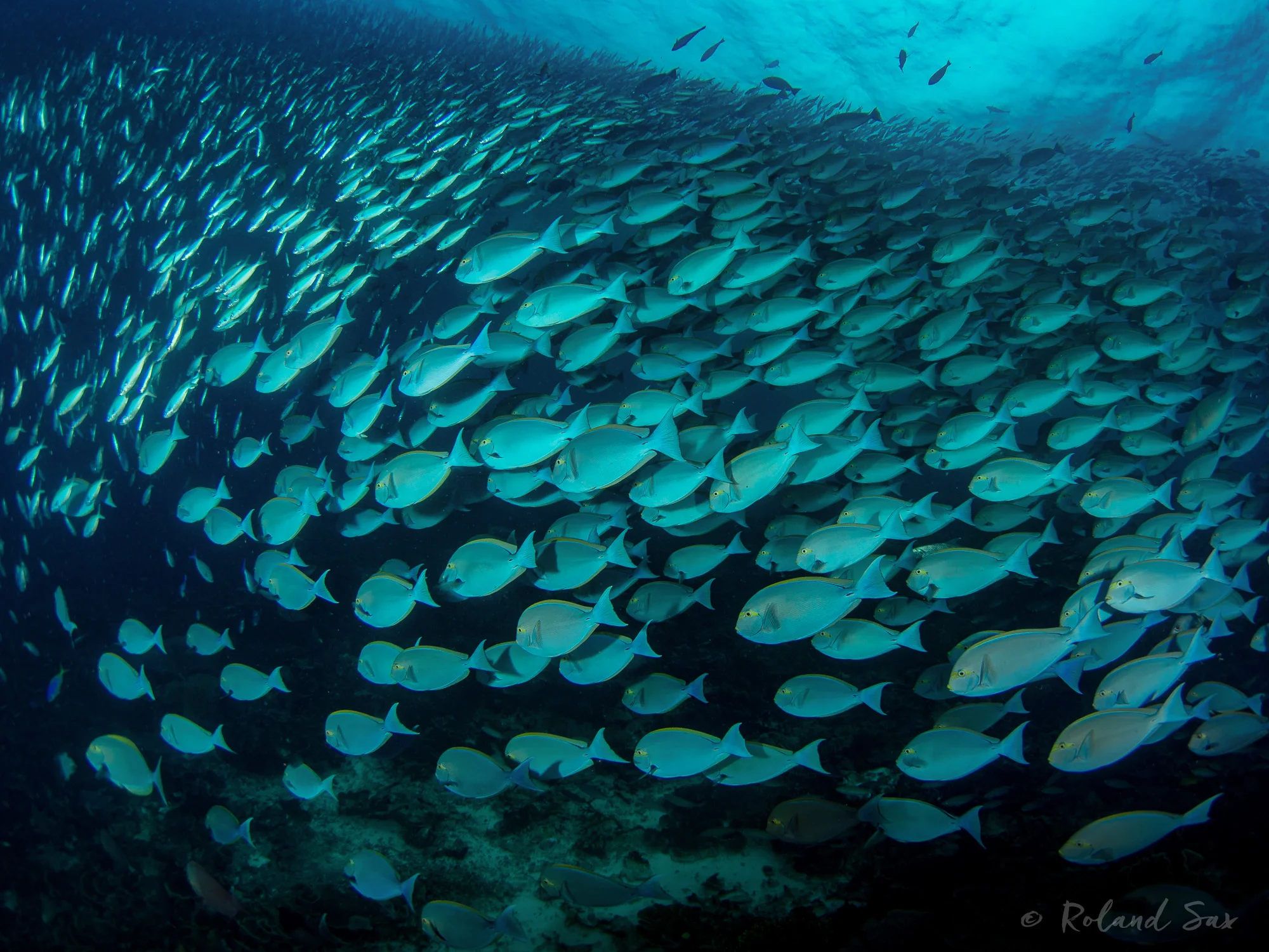 schoolingfish3_2000-.jpg