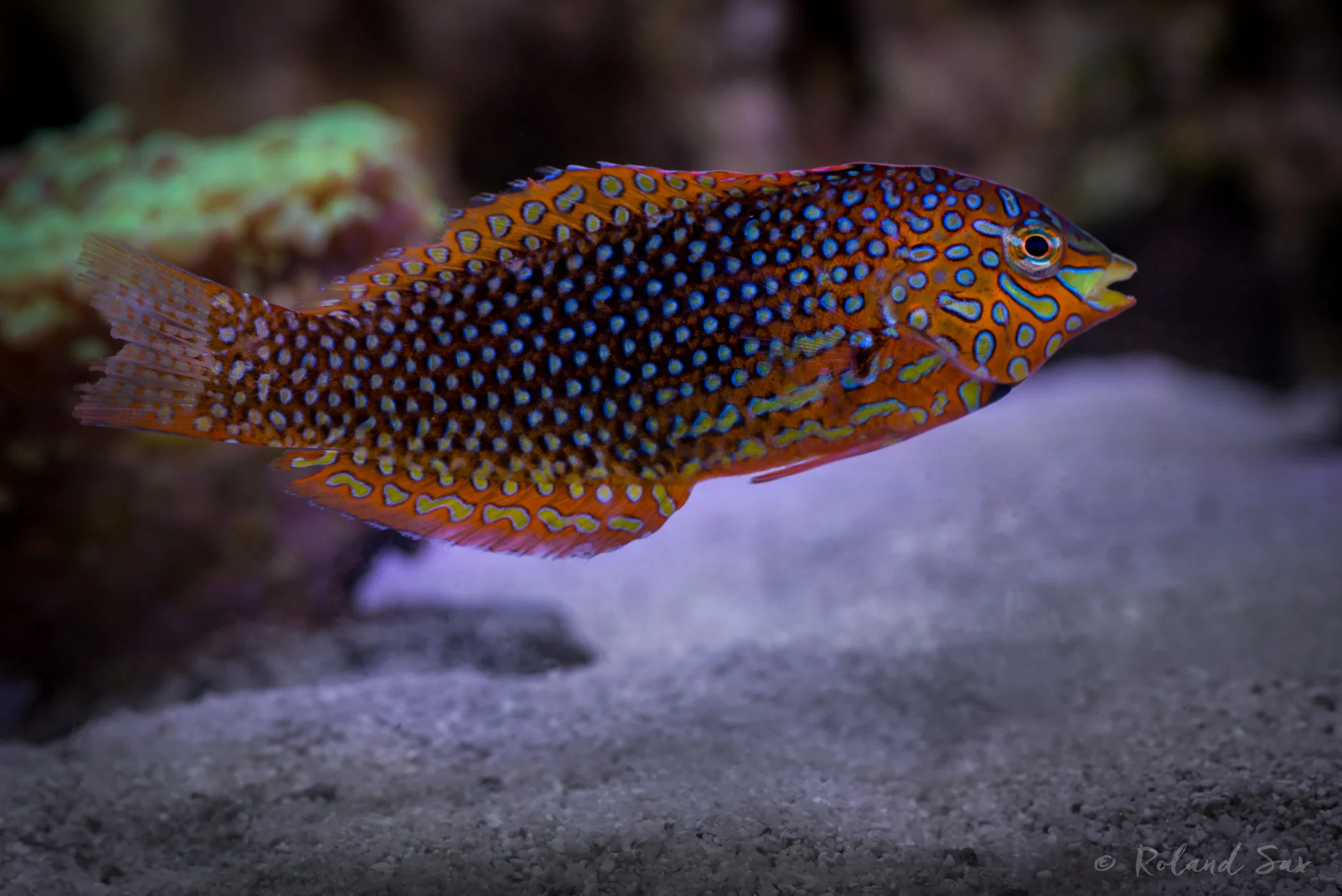 diamantlippfisch_2000-.jpg