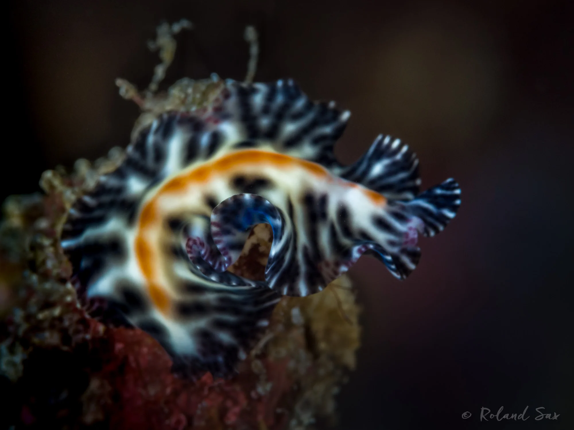 flatworm_2000-.jpg