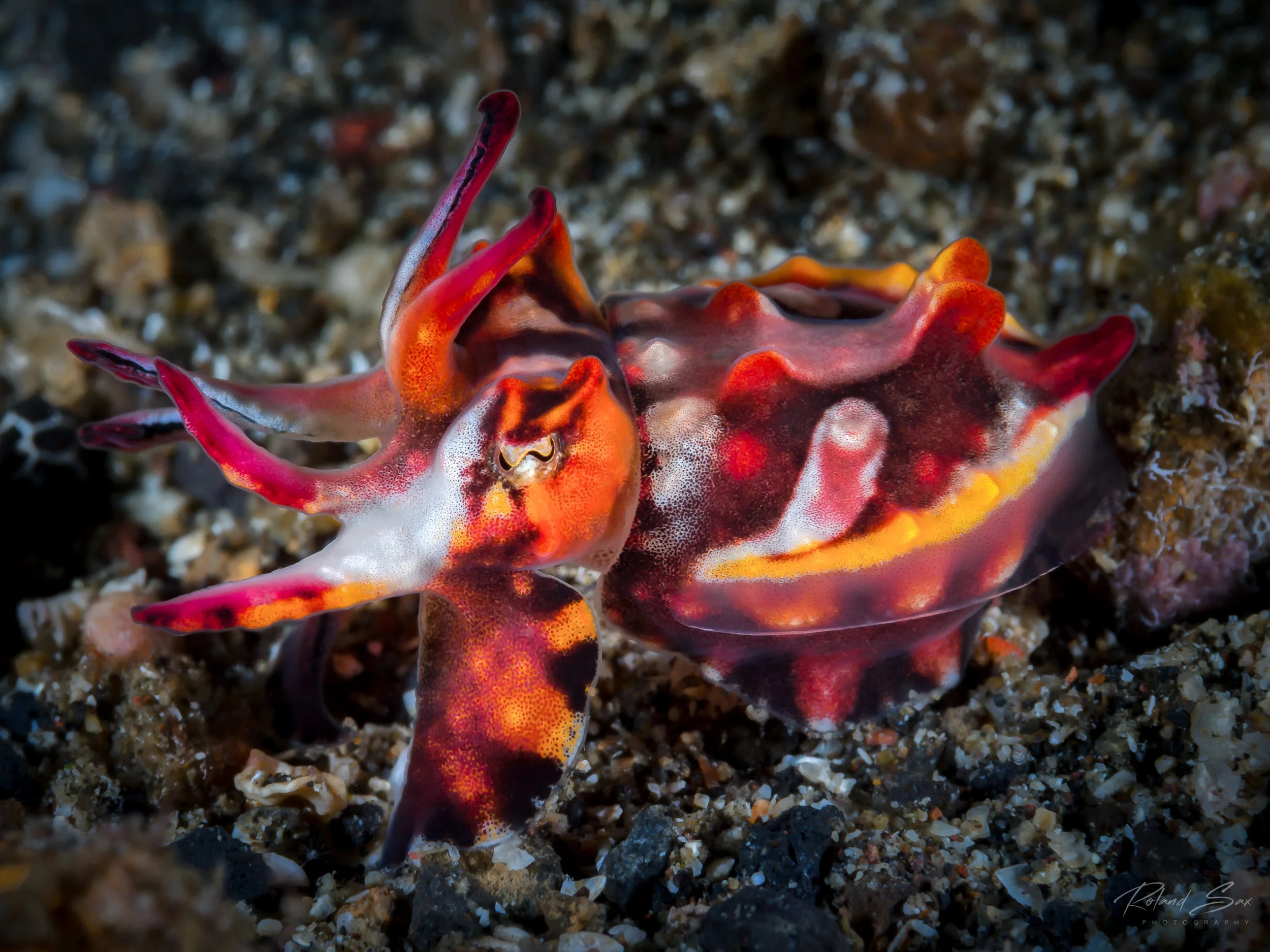 flamboyantcuttlefish_fullres-1.jpg