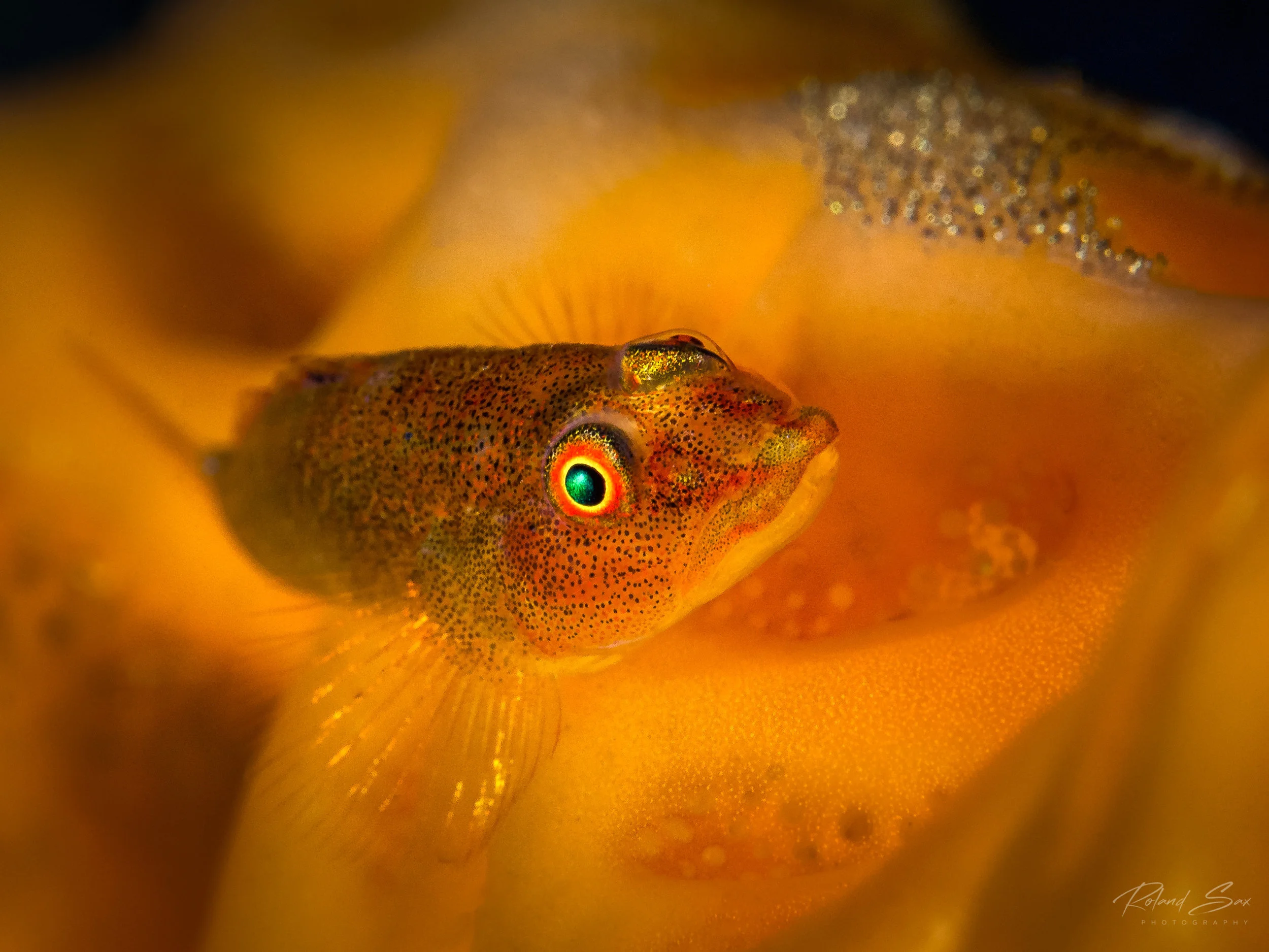 orangefishunknowneggs_fullres-1.jpg