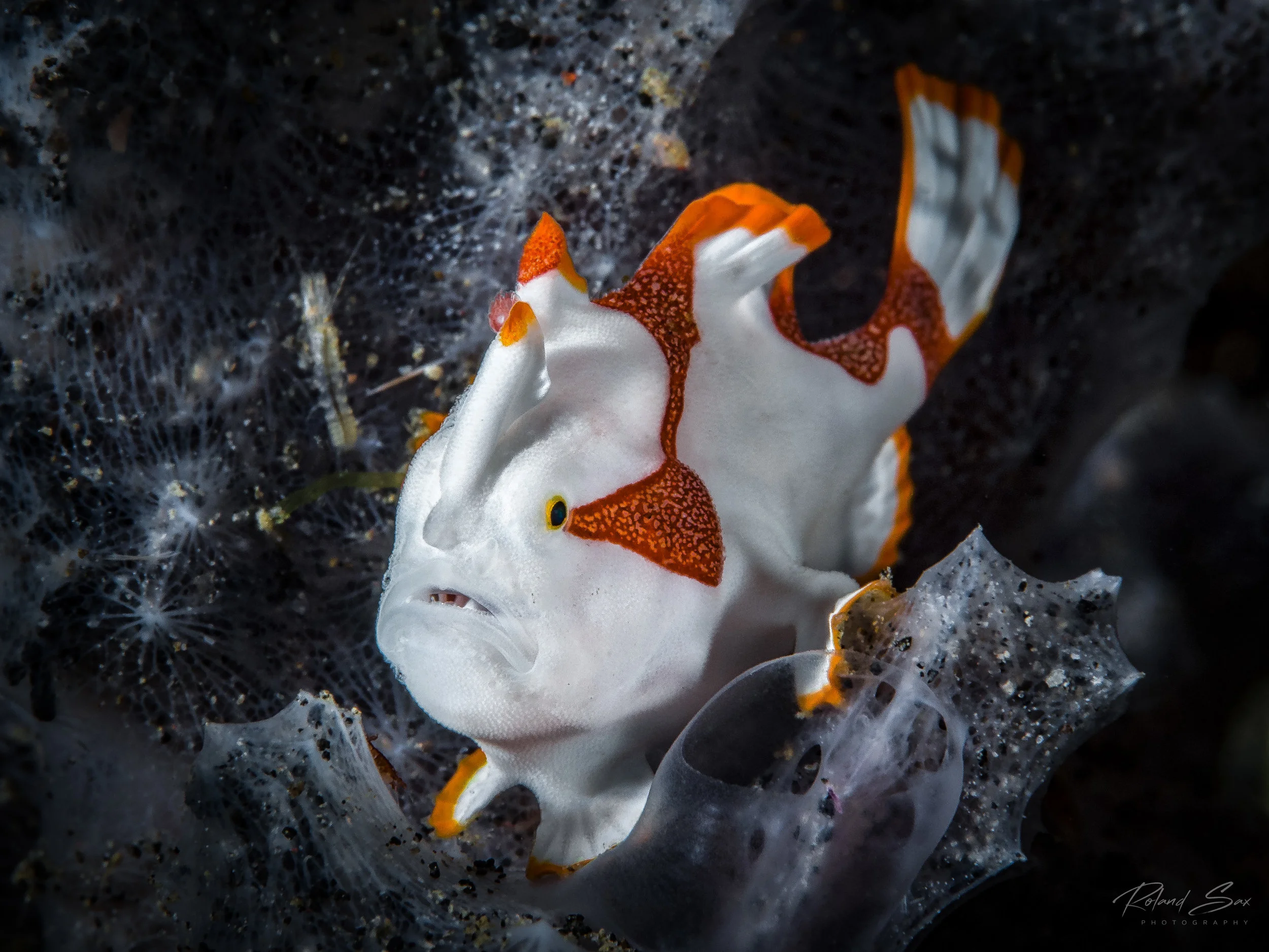 paintedbabyfroggie_fullres-1.jpg