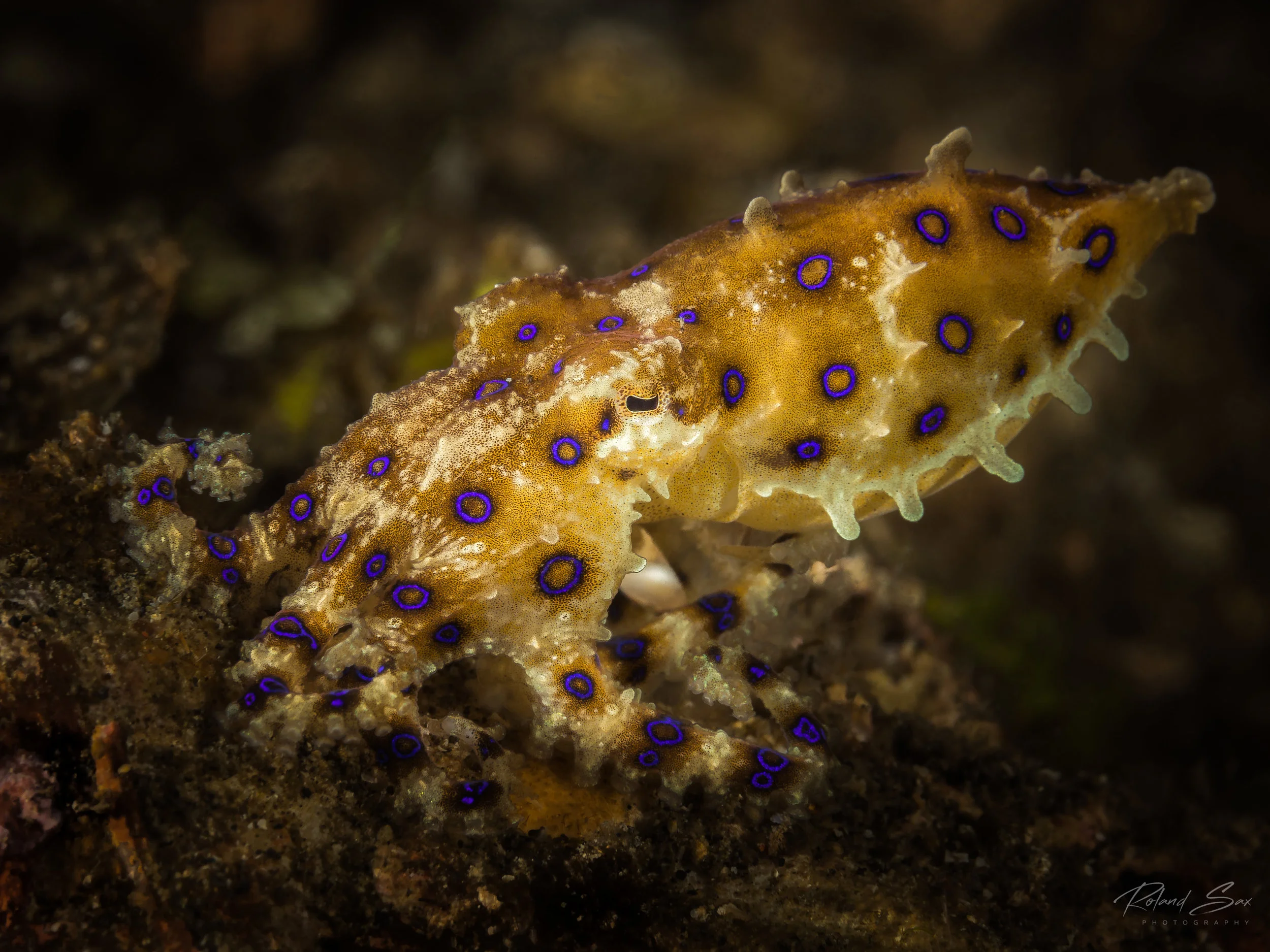 blueringedoctopus_fullres-1.jpg