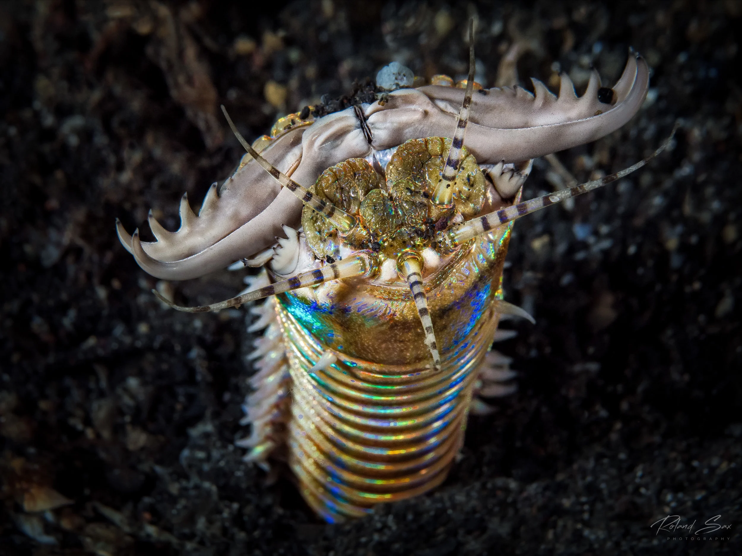 bobbitworm_fullres-1.jpg