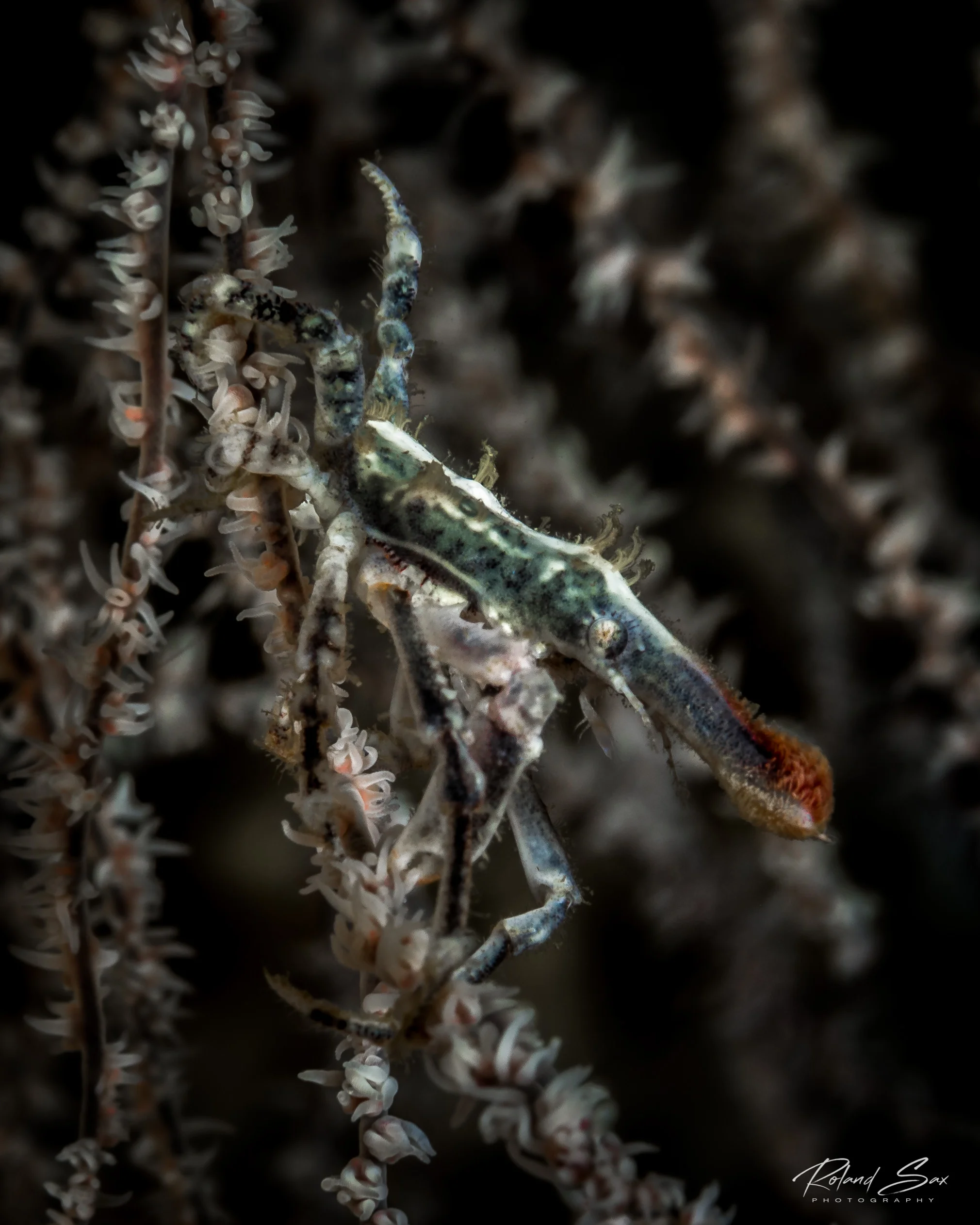 conicalspidercrab_fullres-1.jpg