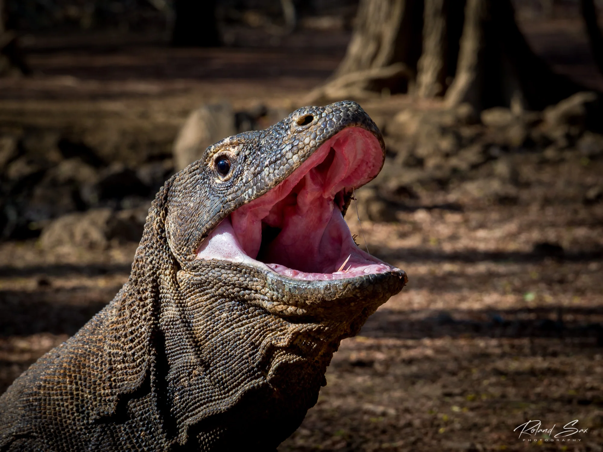 dragonopenmouth_2000-1.jpg