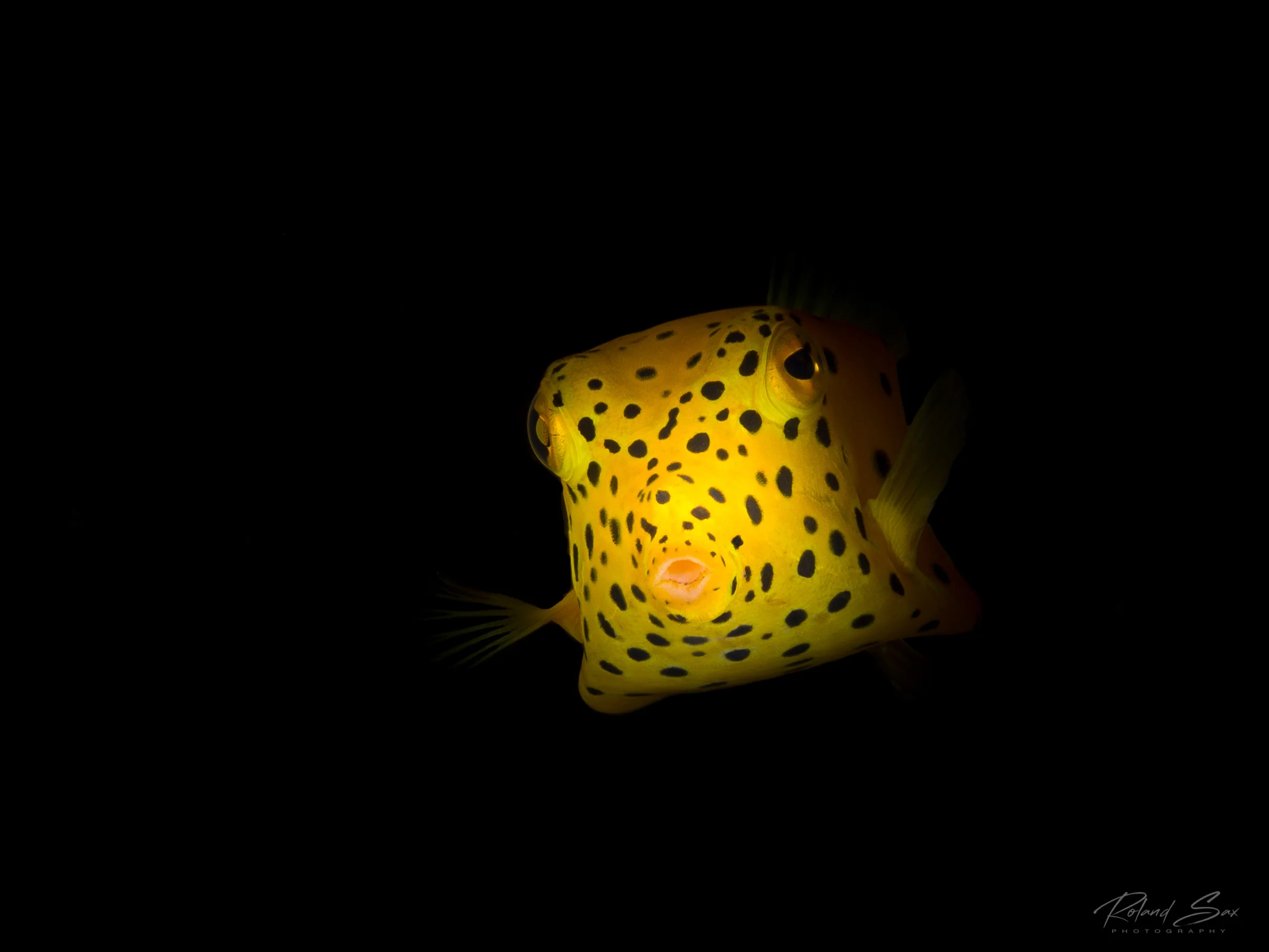 juvenileboxfish_2000-1.jpg