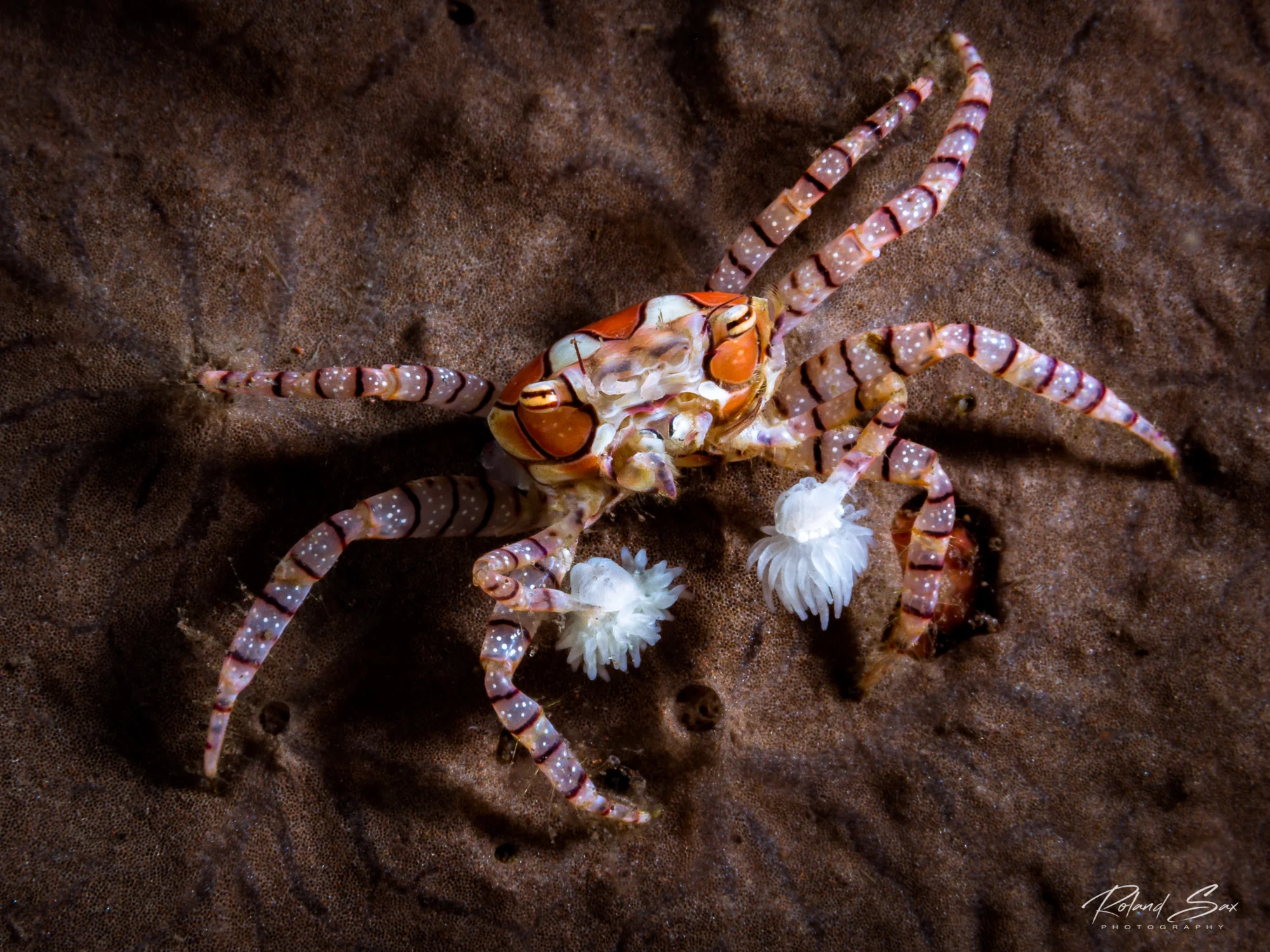 pompomcrab_2000-1.jpg