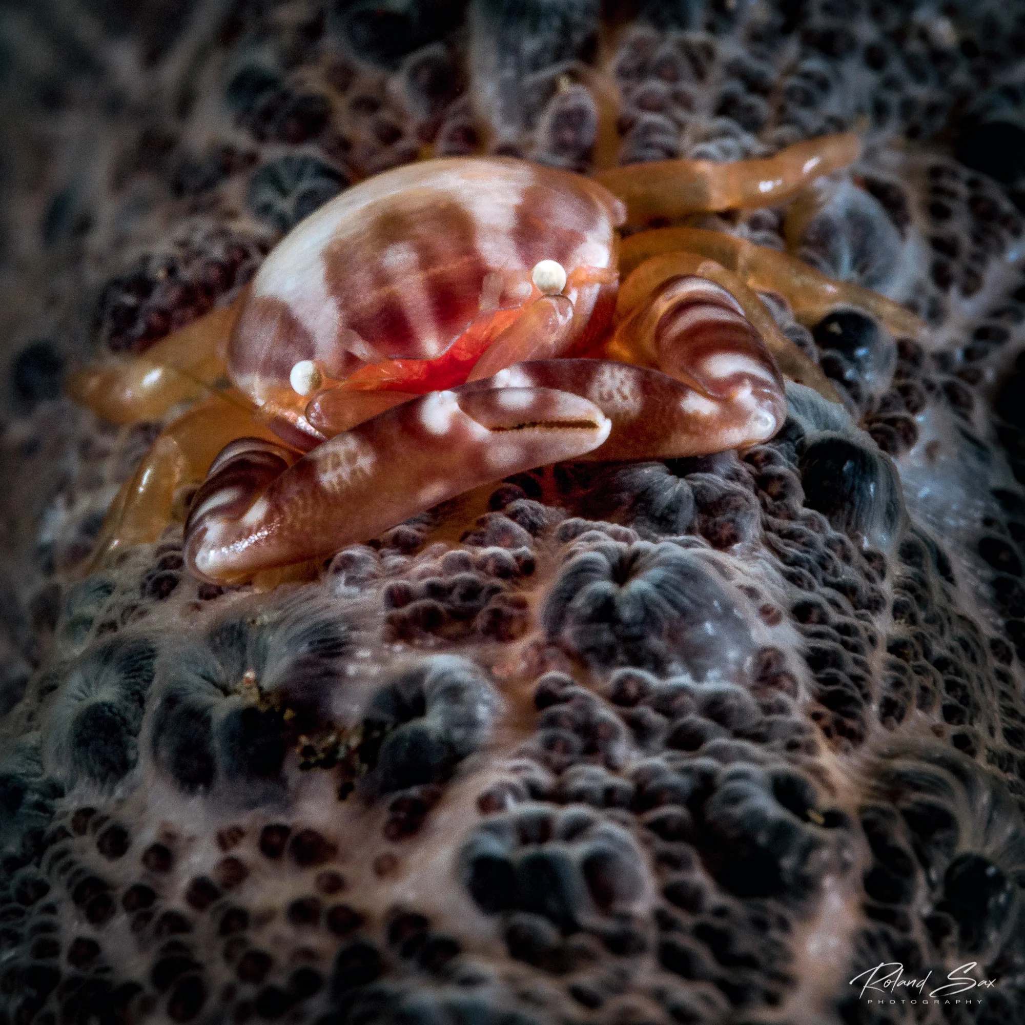 prcelaincrabX_2000-1.jpg