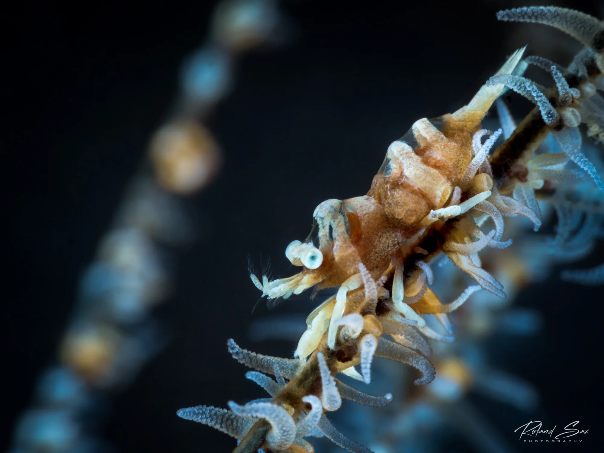 sanzibarwhipcoralshrimp_2000-1.jpg