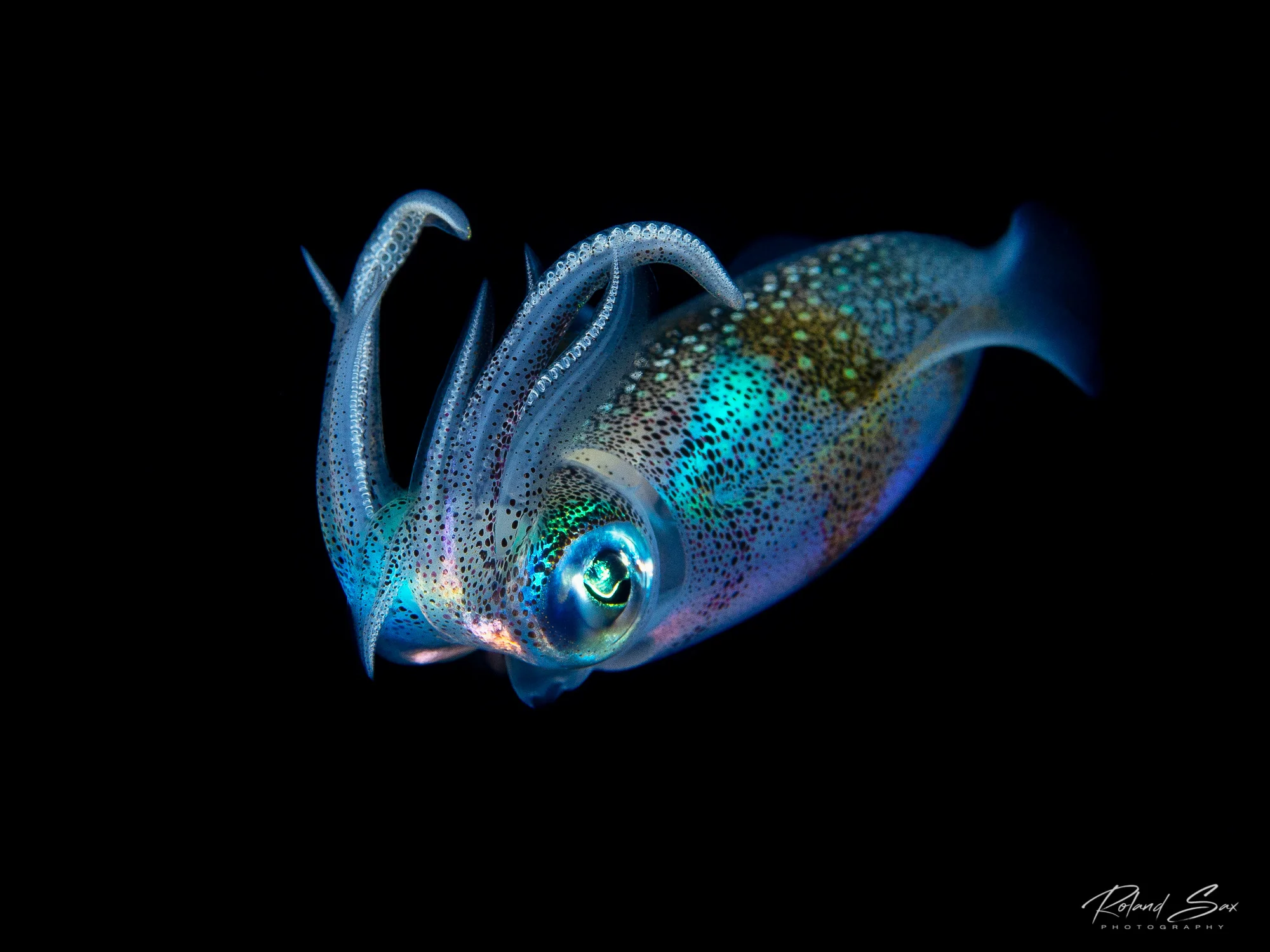 squidatnight_2000-1.jpg