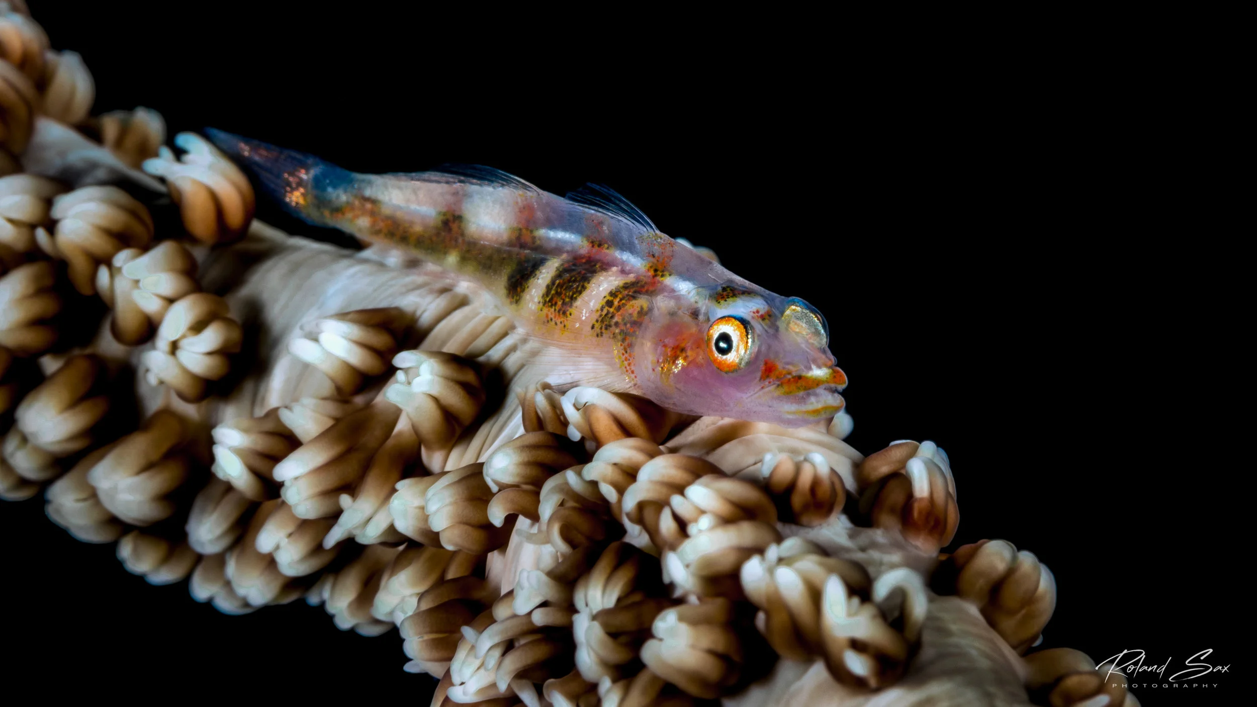 coralwhipgoby_fullres-1.jpg