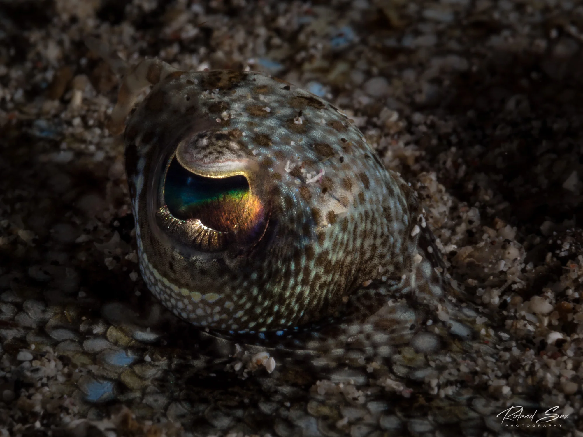 floundereye_2000-1.jpg