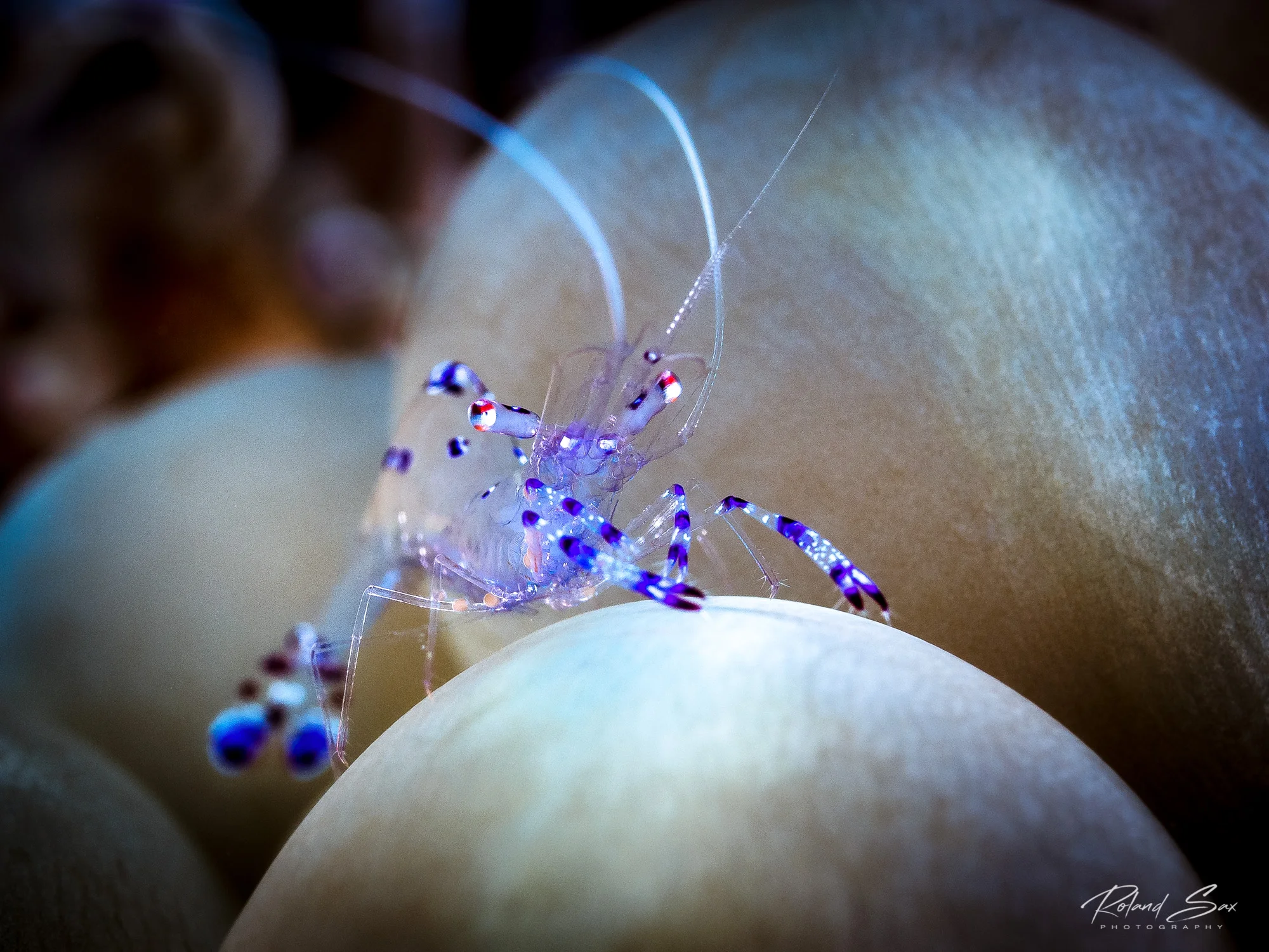 sarasvatianemoneshrimp_2000-1.jpg