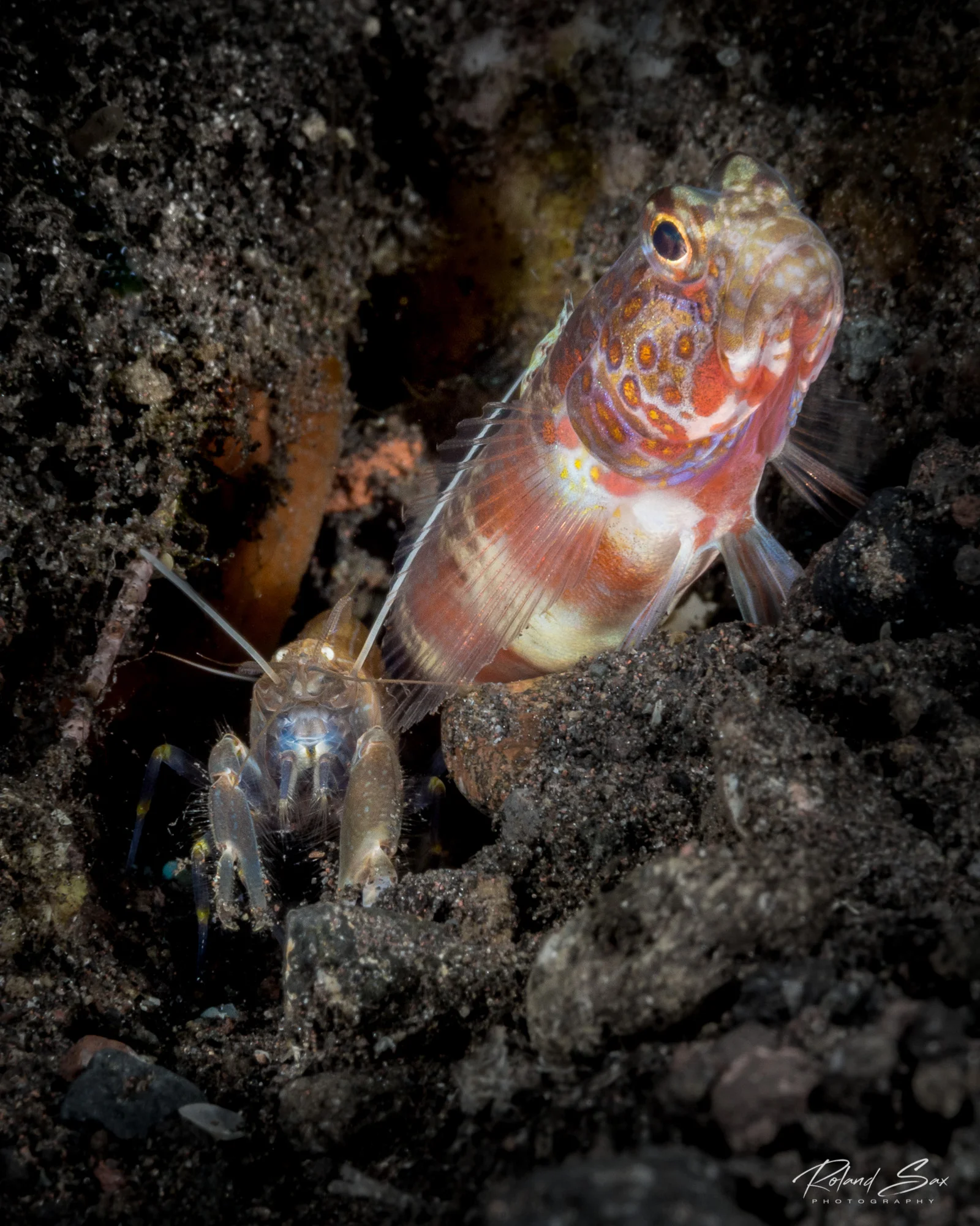 shrimpgoby_2000-1.jpg