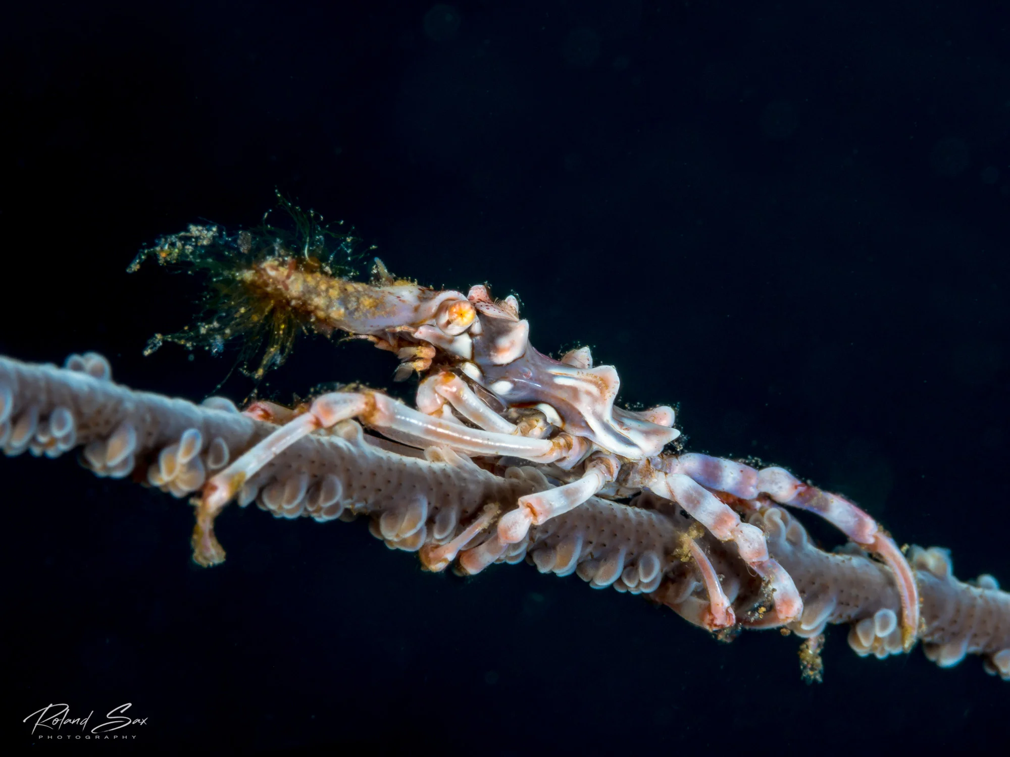 XenoCrab_2000-1.jpg
