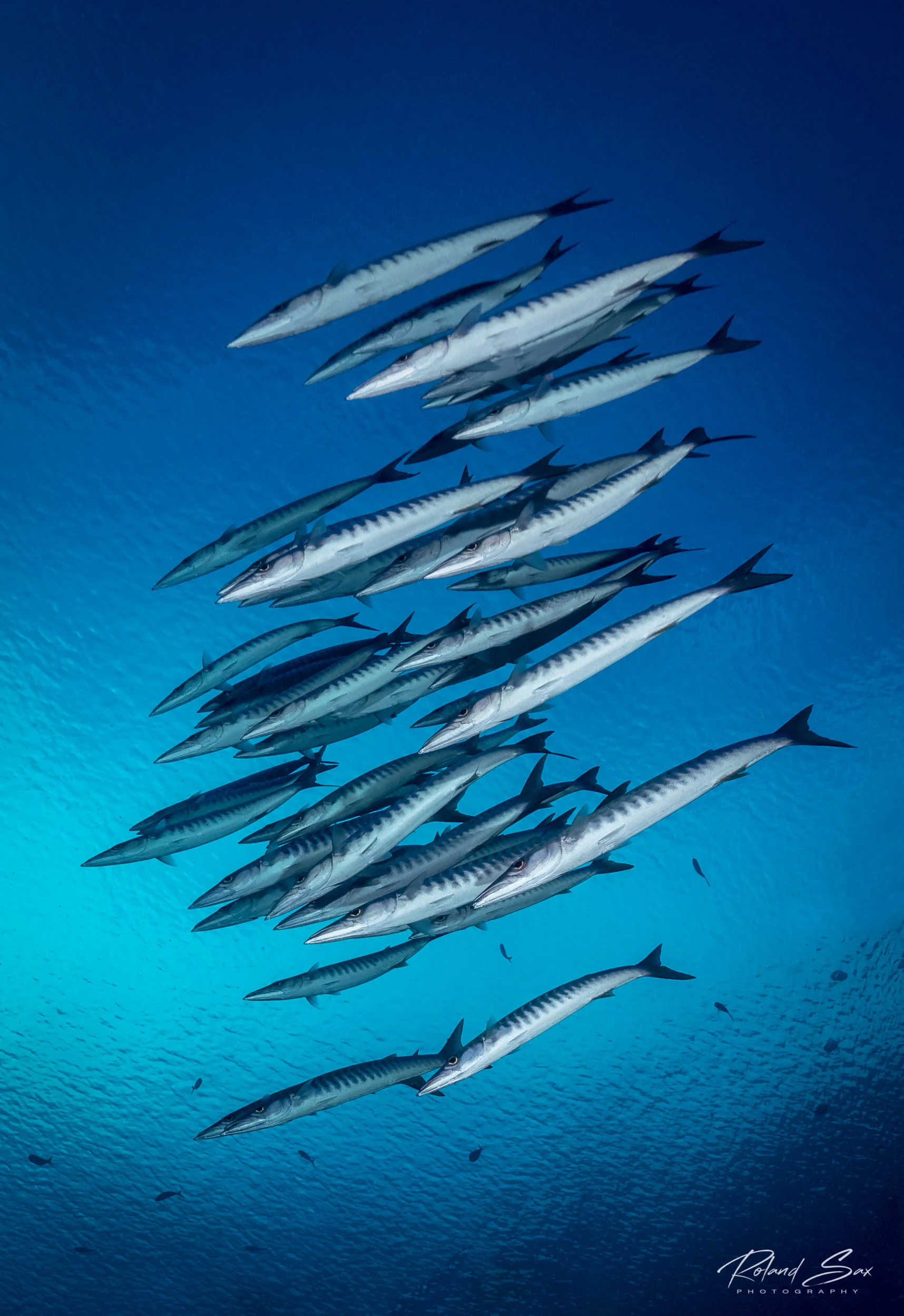 barracudas_2500-1.jpg