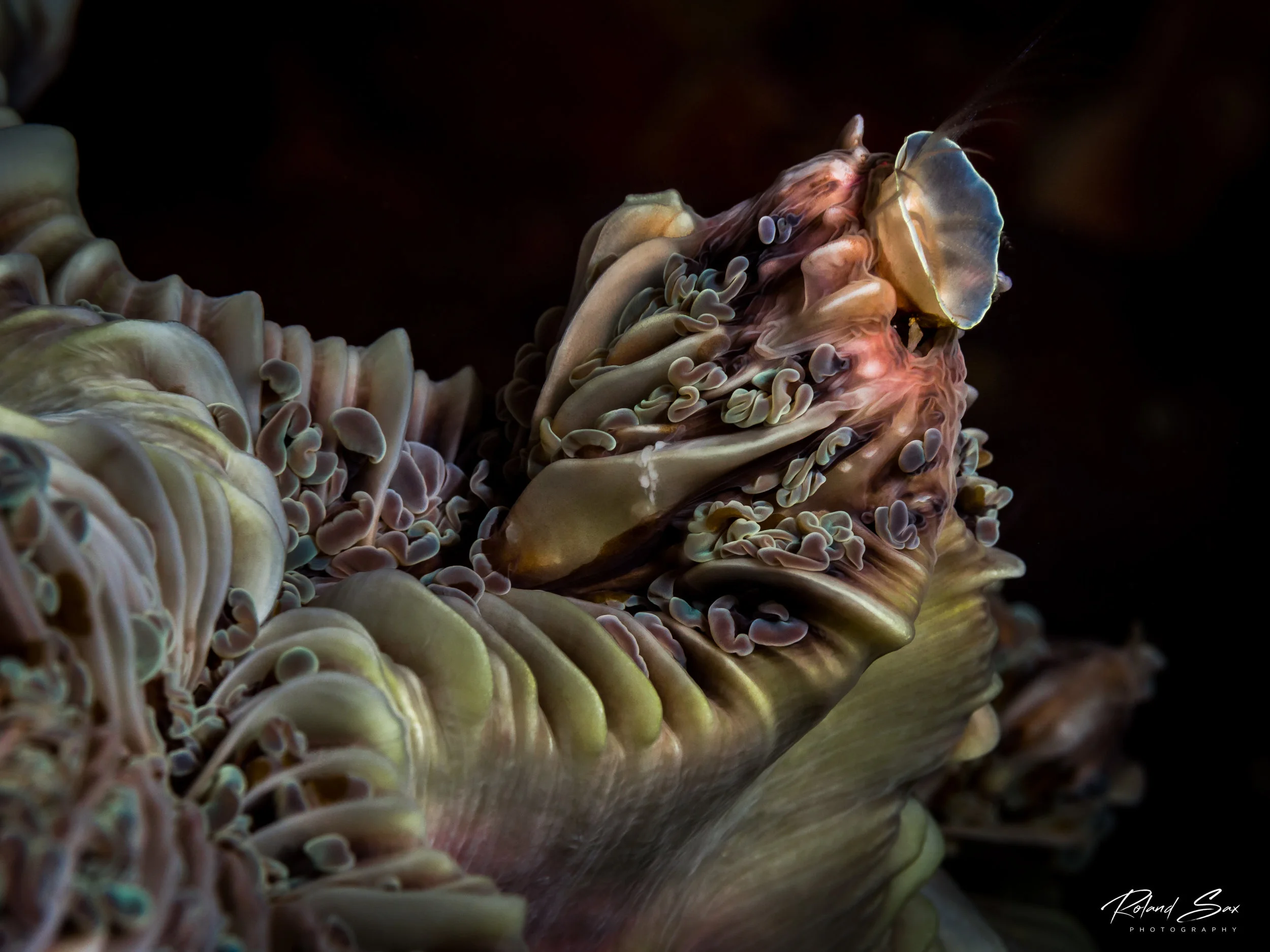 strangething_fullres-1.jpg