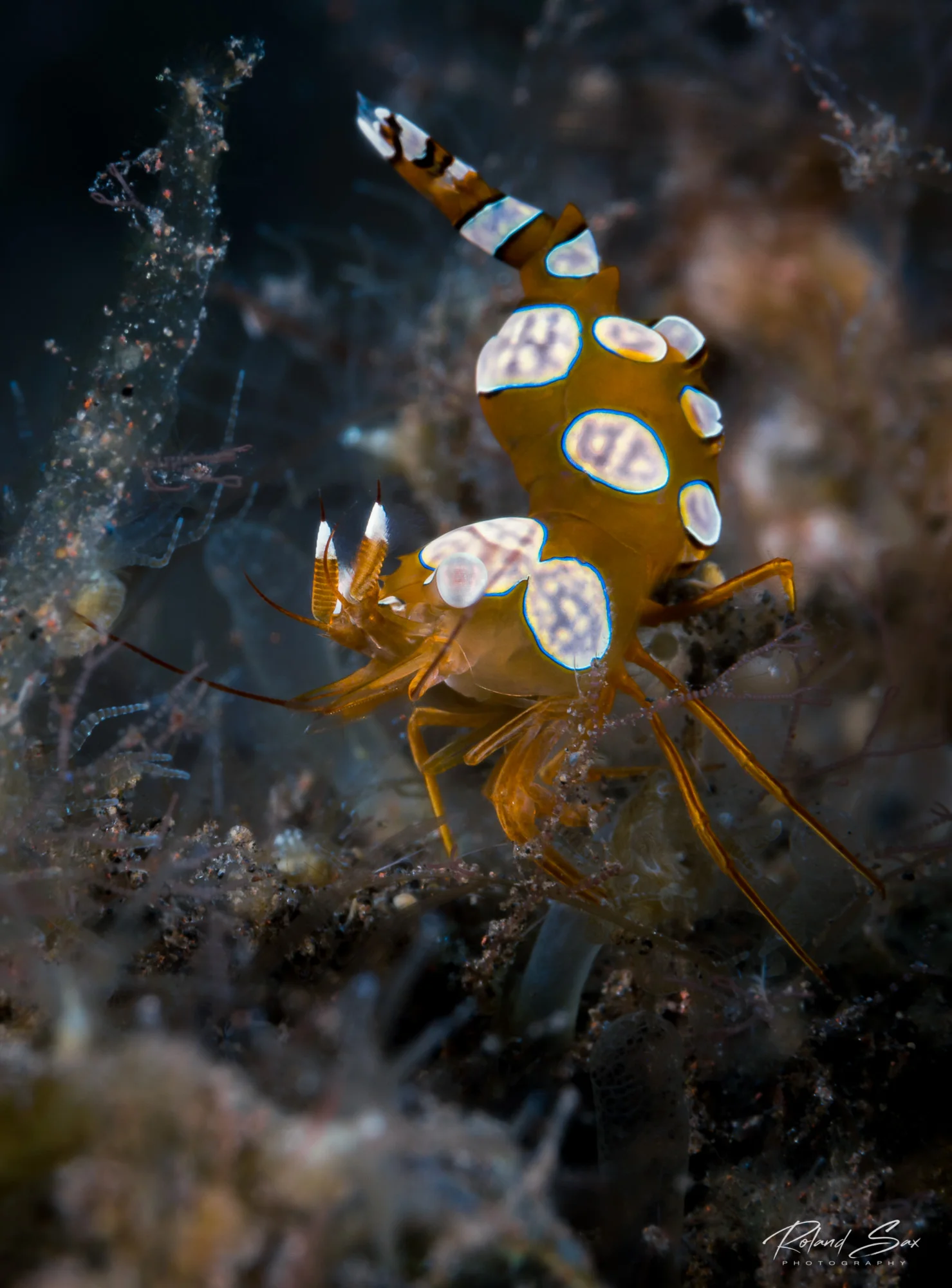 sexyshrimp_2000-1.jpg