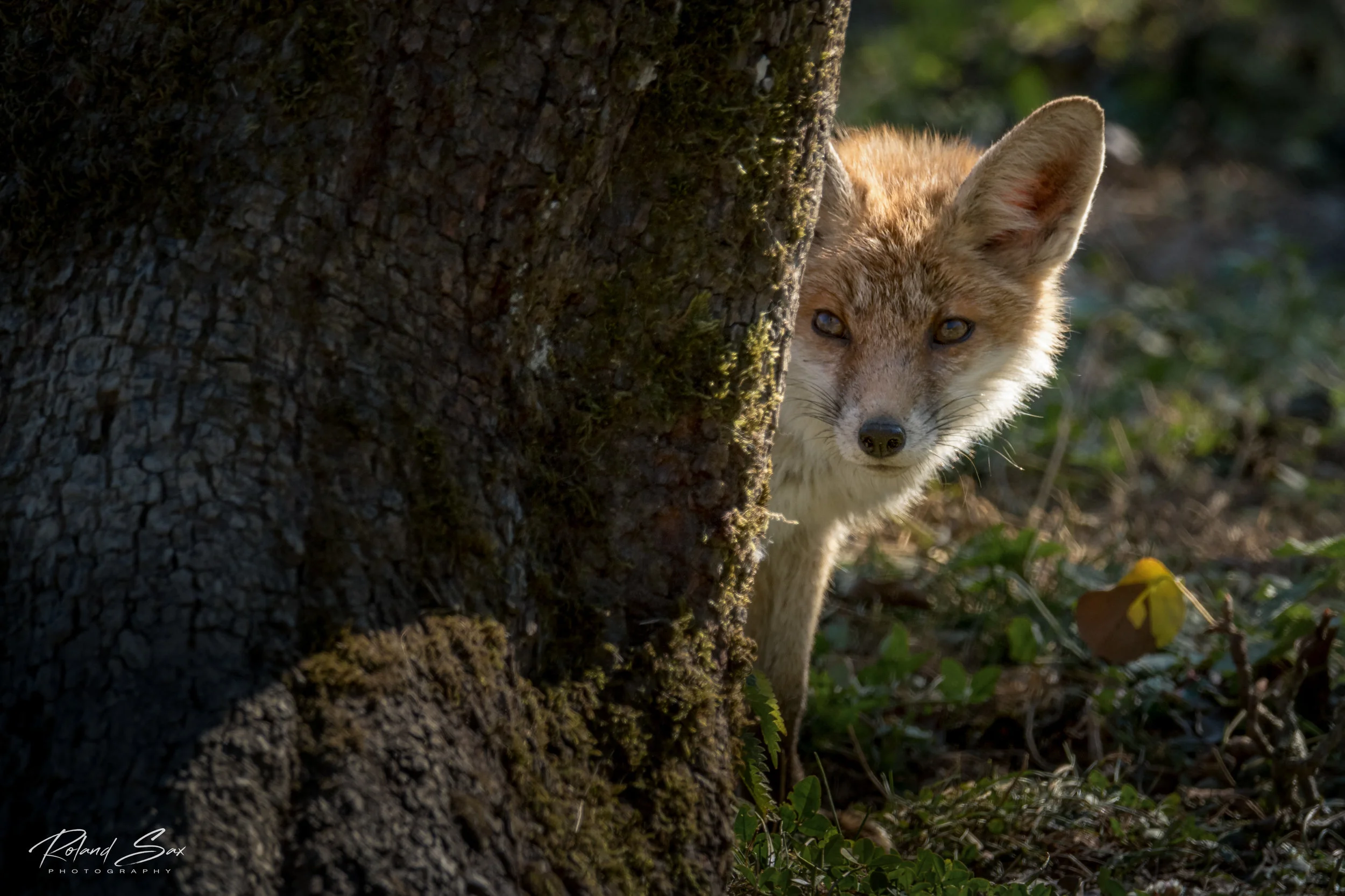fuchs1-1.jpg