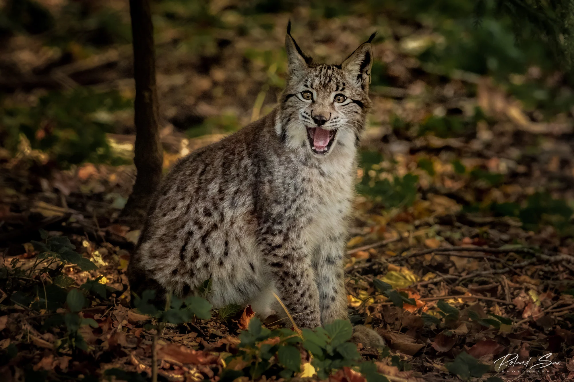 luchs_2000-1.jpg