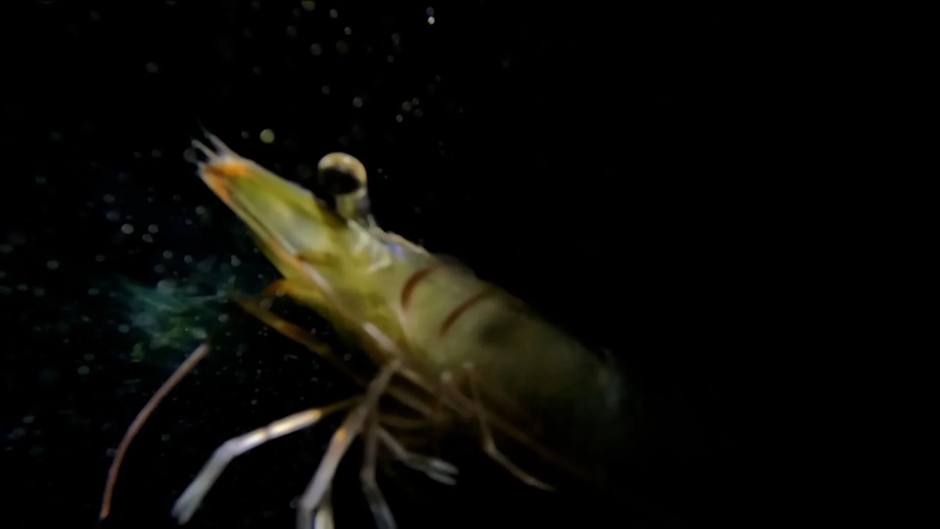 UNTITLED ANIMAL PROJECT