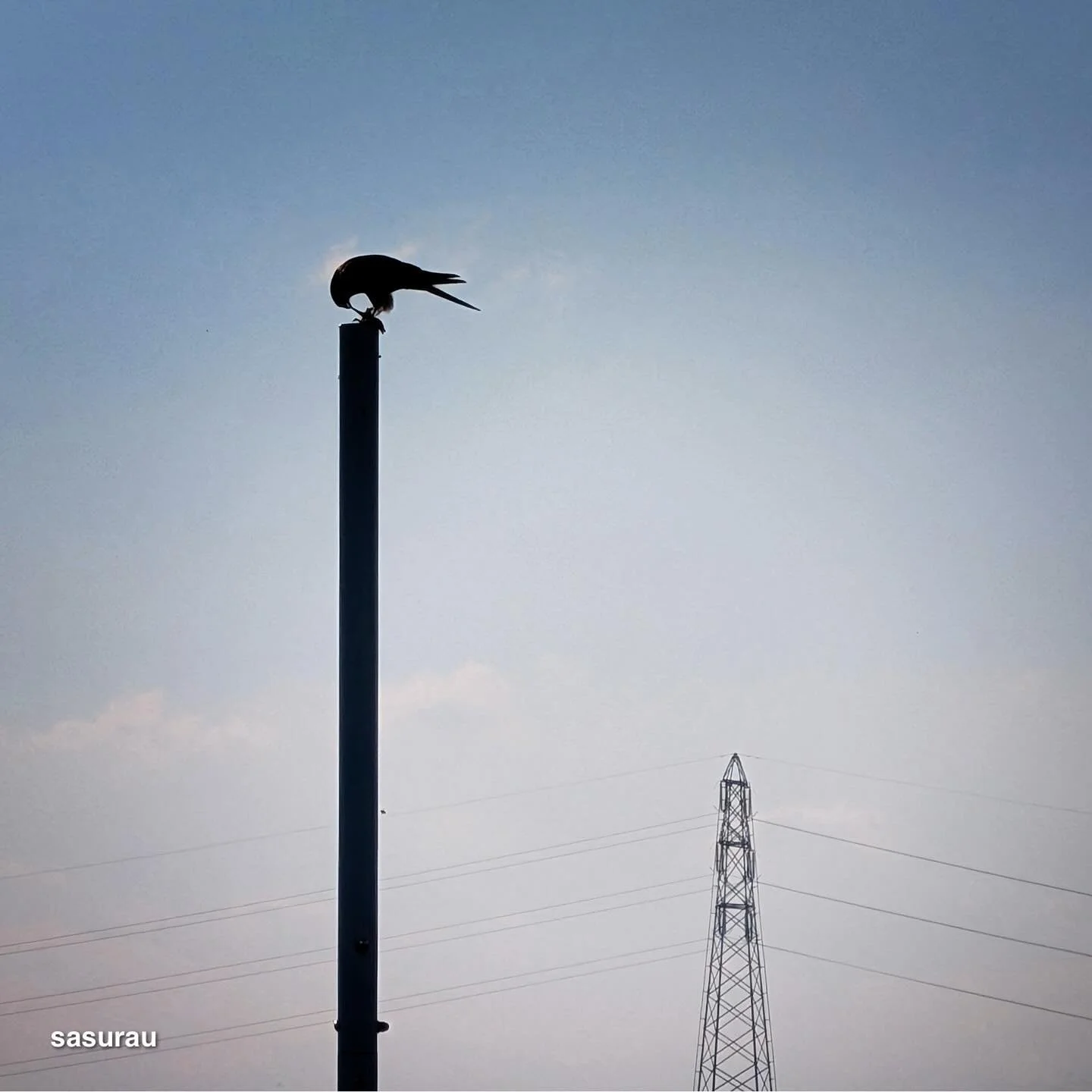 狩り。 #google #pixel10profold #teampixel