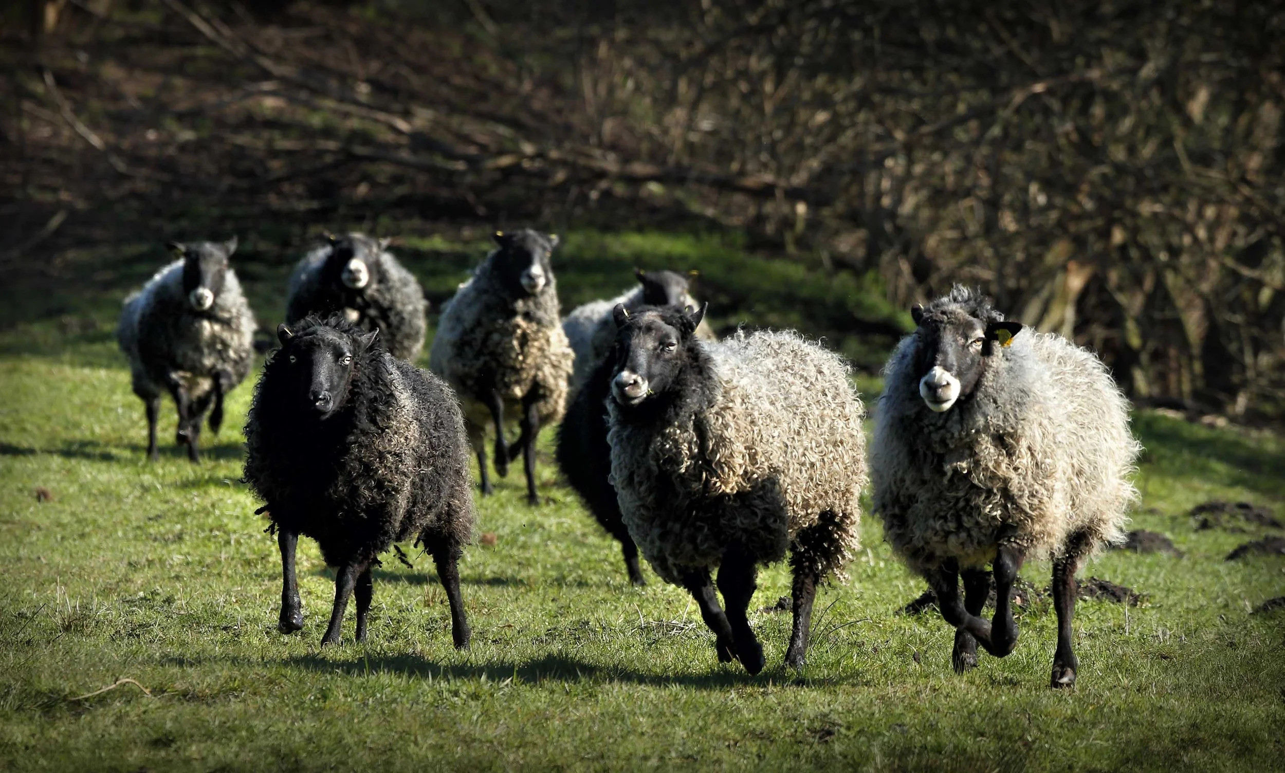 #9_A-Gotland-flock-3.jpg